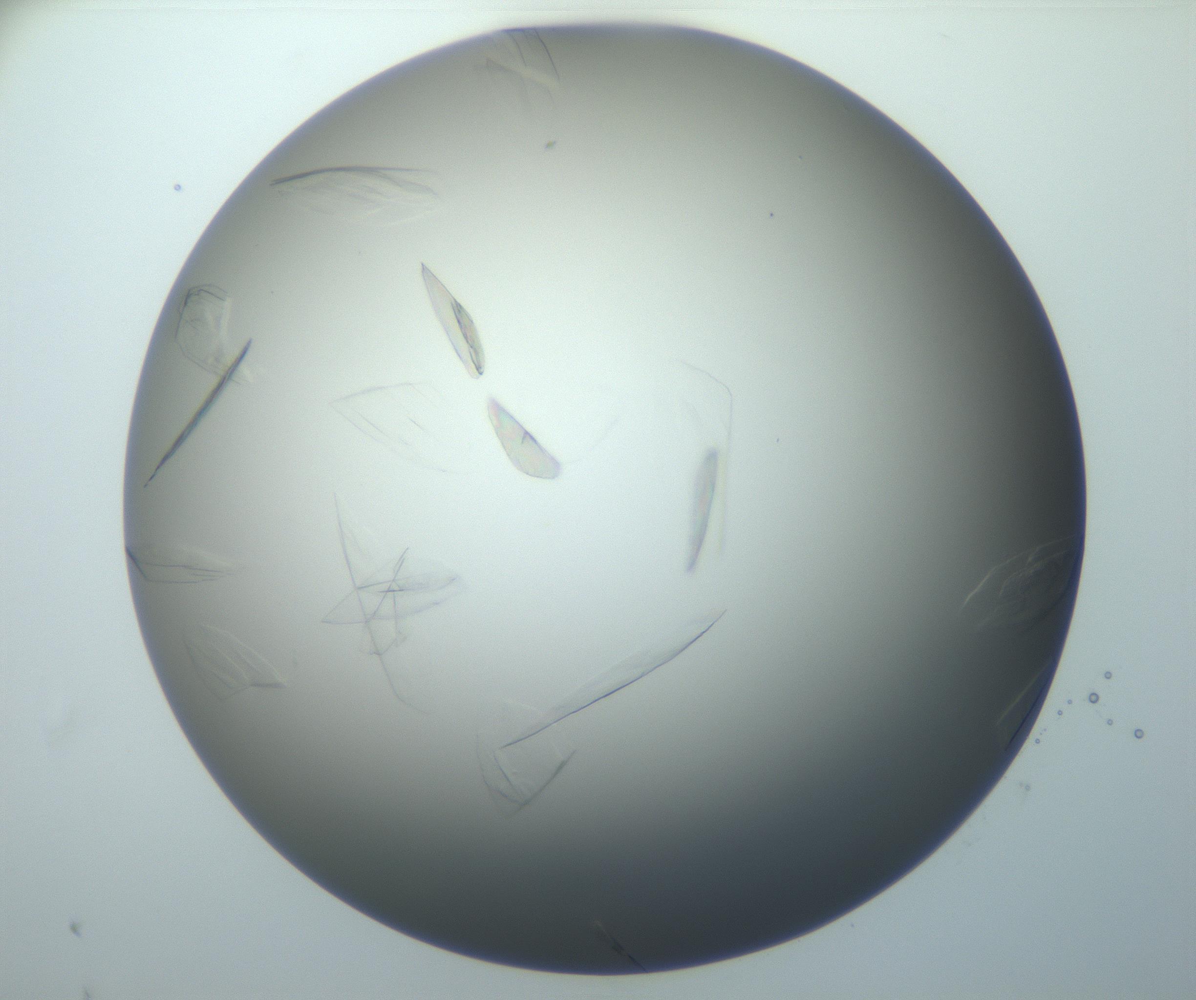 RI01_03_000_0212_Proj1_Clon1_MC_0000MC102886_007_161107_10_08_01_00_99_002_001_RAI.jpg