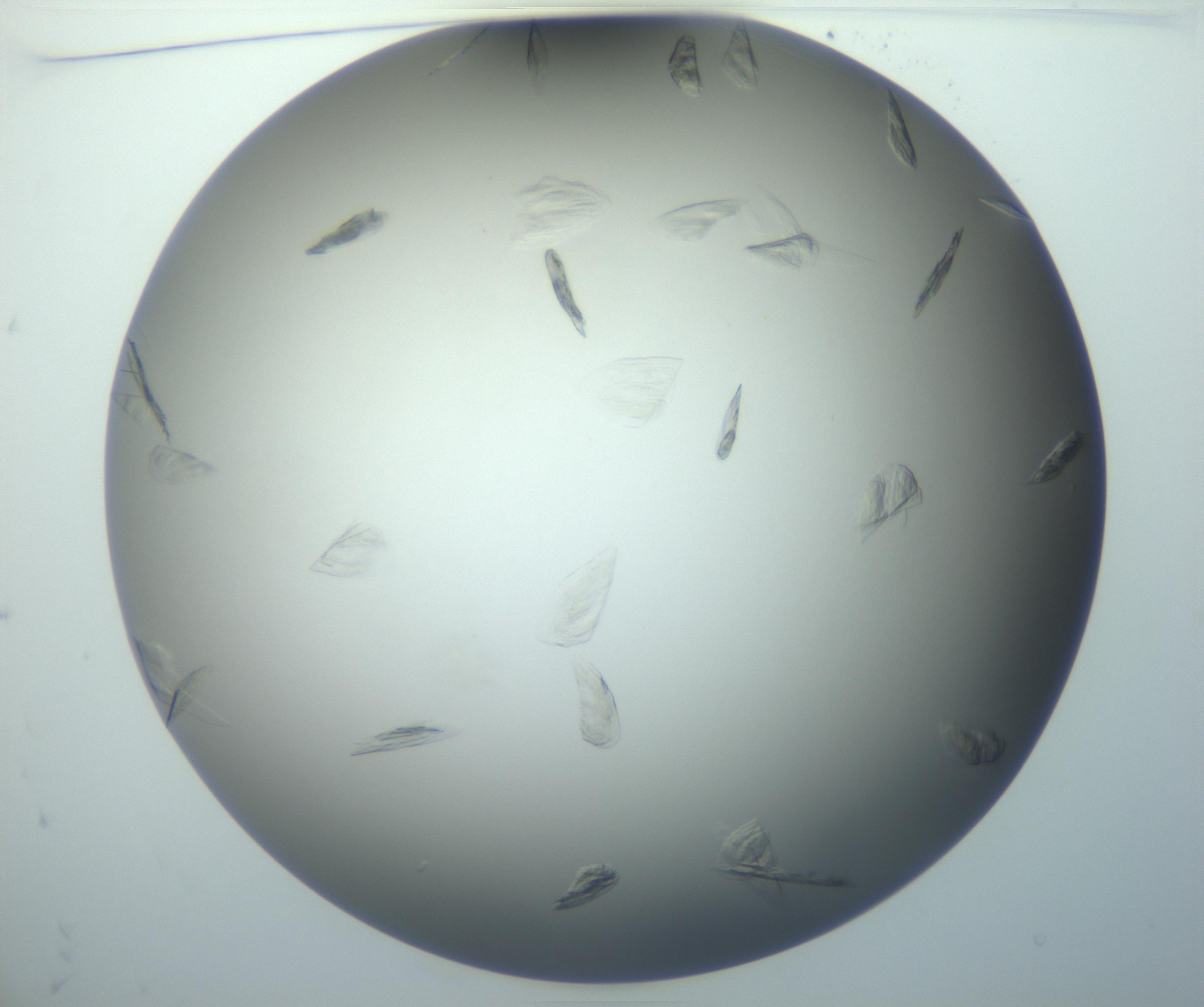 RI01_03_000_0212_Proj1_Clon1_MC_0000MC102886_007_161107_11_01_01_00_99_002_001_RAI.jpg