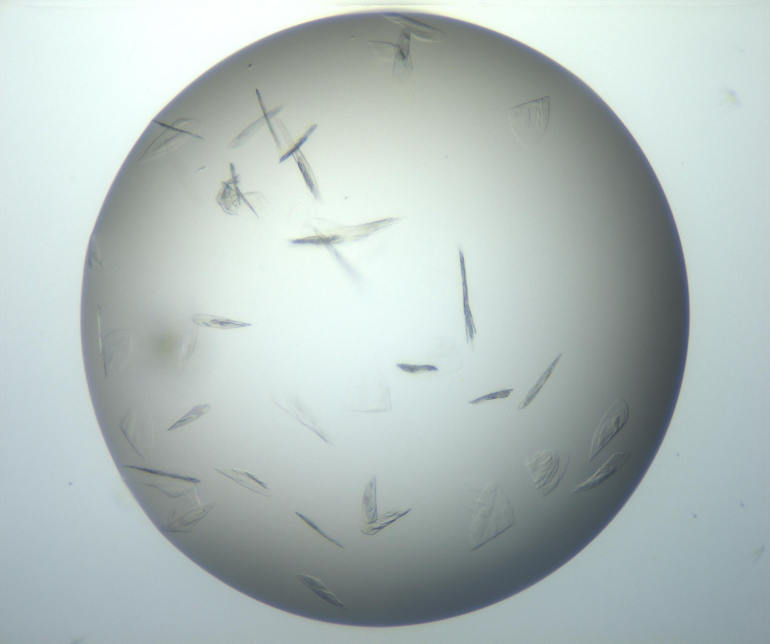 RI01_03_000_0212_Proj1_Clon1_MC_0000MC102886_007_161107_11_01_02_00_99_002_001_RAI.jpg
