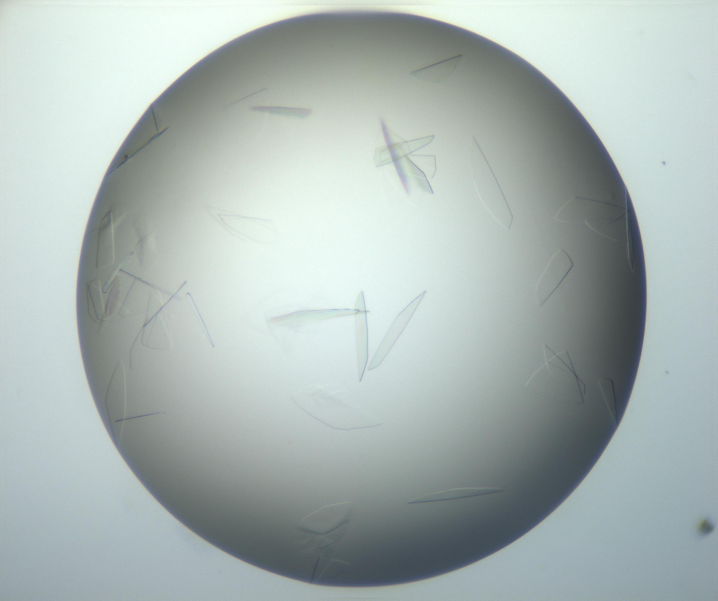 RI01_03_000_0212_Proj1_Clon1_MC_0000MC102886_007_161107_11_03_01_00_99_002_001_RAI.jpg