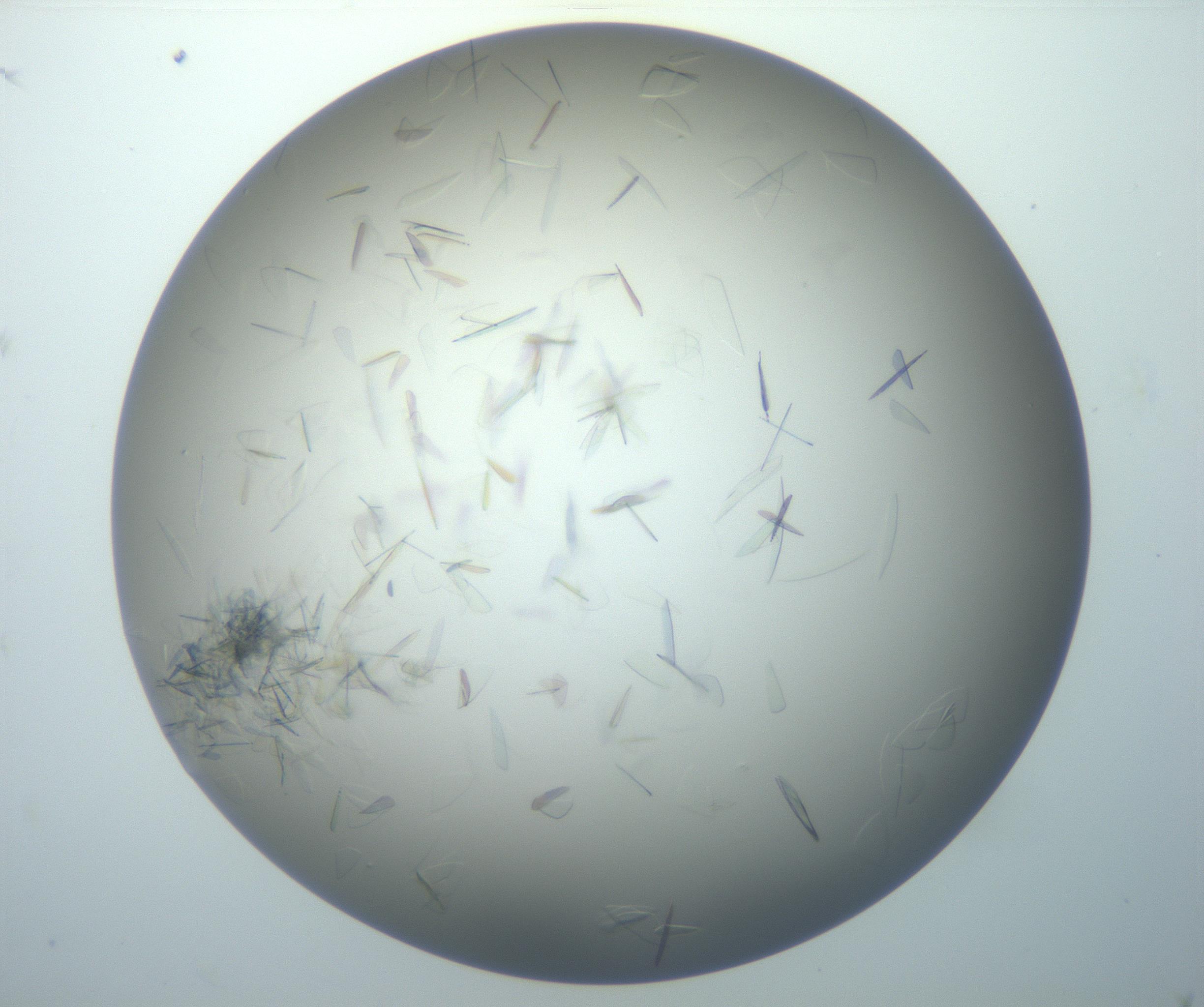 RI01_03_000_0212_Proj1_Clon1_MC_0000MC102886_007_161107_11_03_02_00_99_002_001_RAI.jpg