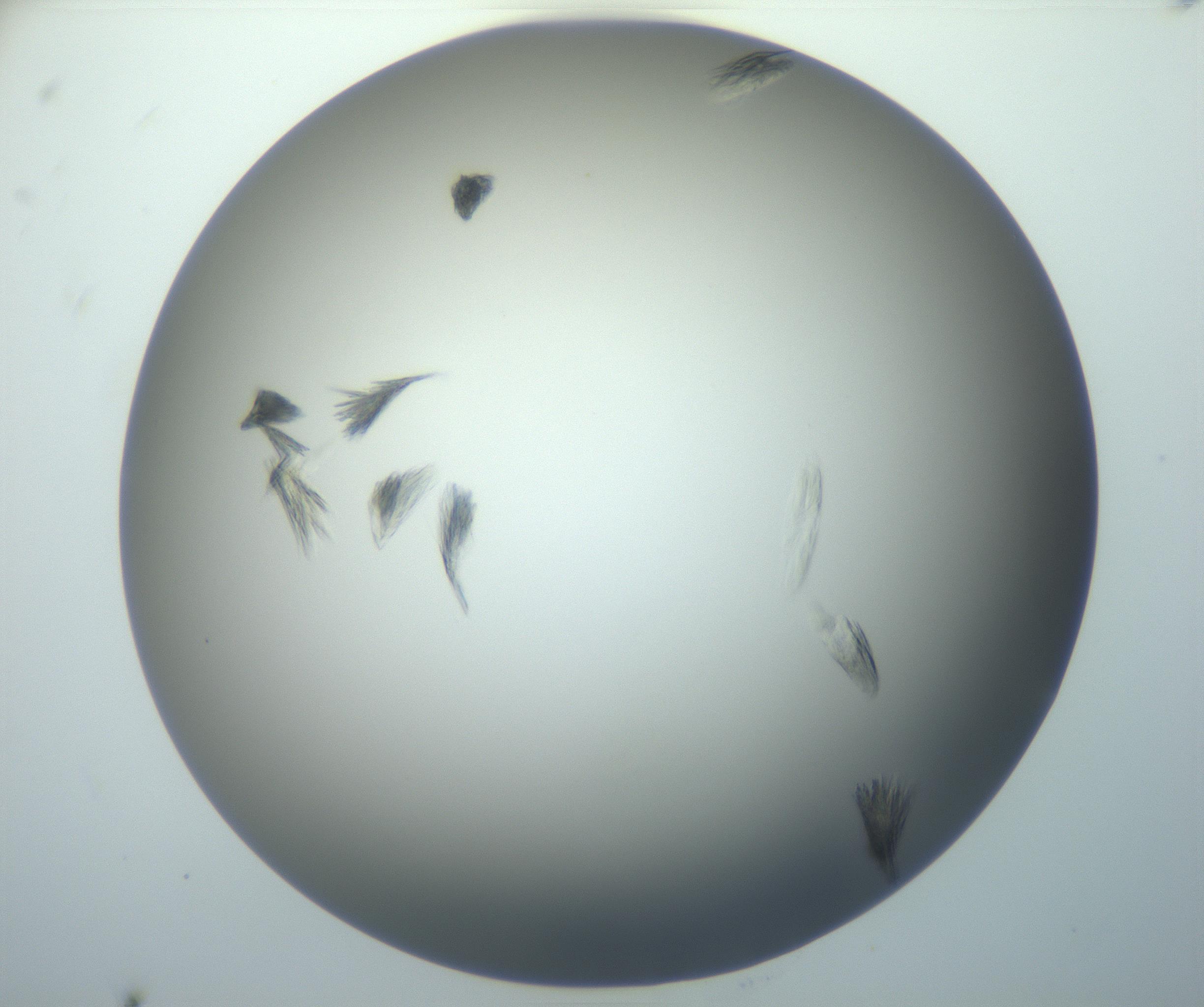 RI01_03_000_0212_Proj1_Clon1_MC_0000MC102886_007_161107_11_04_01_00_99_002_001_RAI.jpg
