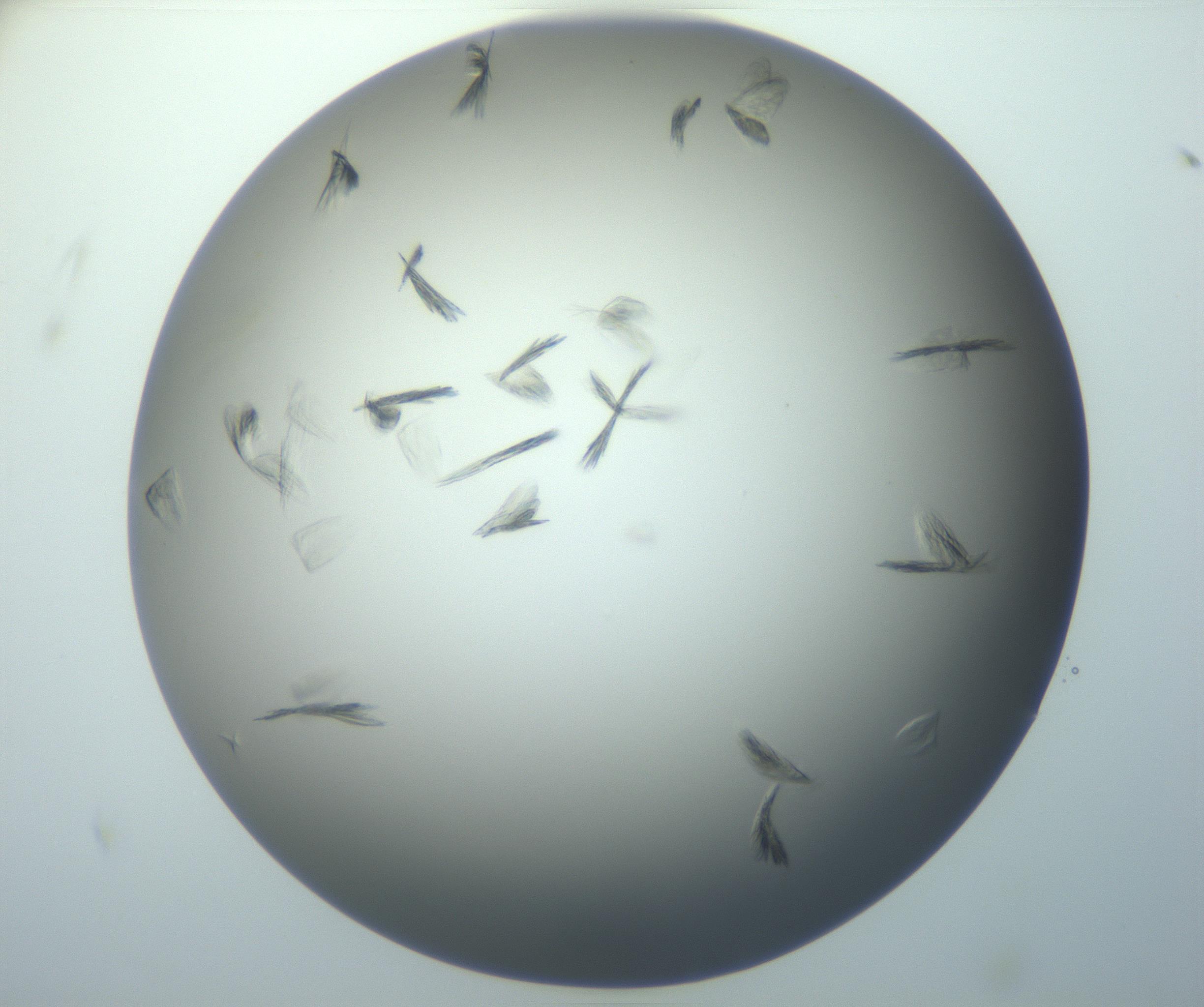 RI01_03_000_0212_Proj1_Clon1_MC_0000MC102886_007_161107_11_06_01_00_99_002_001_RAI.jpg