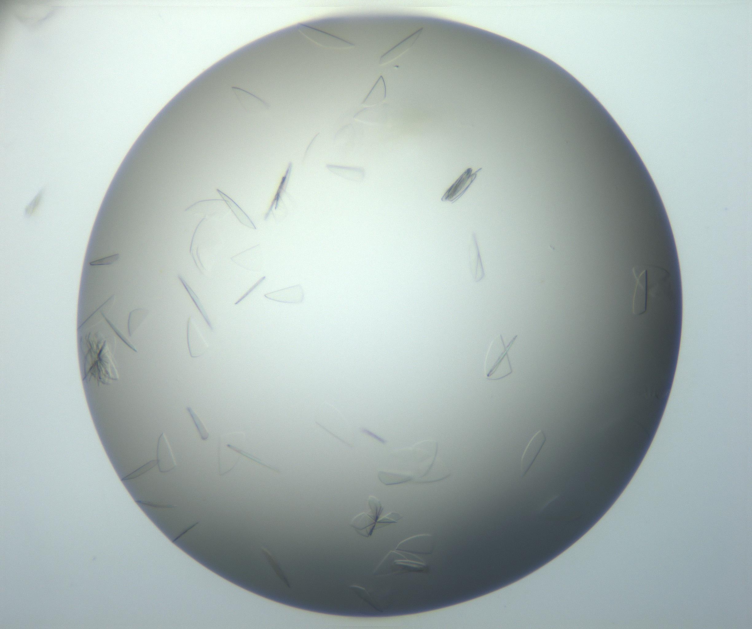 RI01_03_000_0212_Proj1_Clon1_MC_0000MC102886_007_161107_11_07_01_00_99_002_001_RAI.jpg