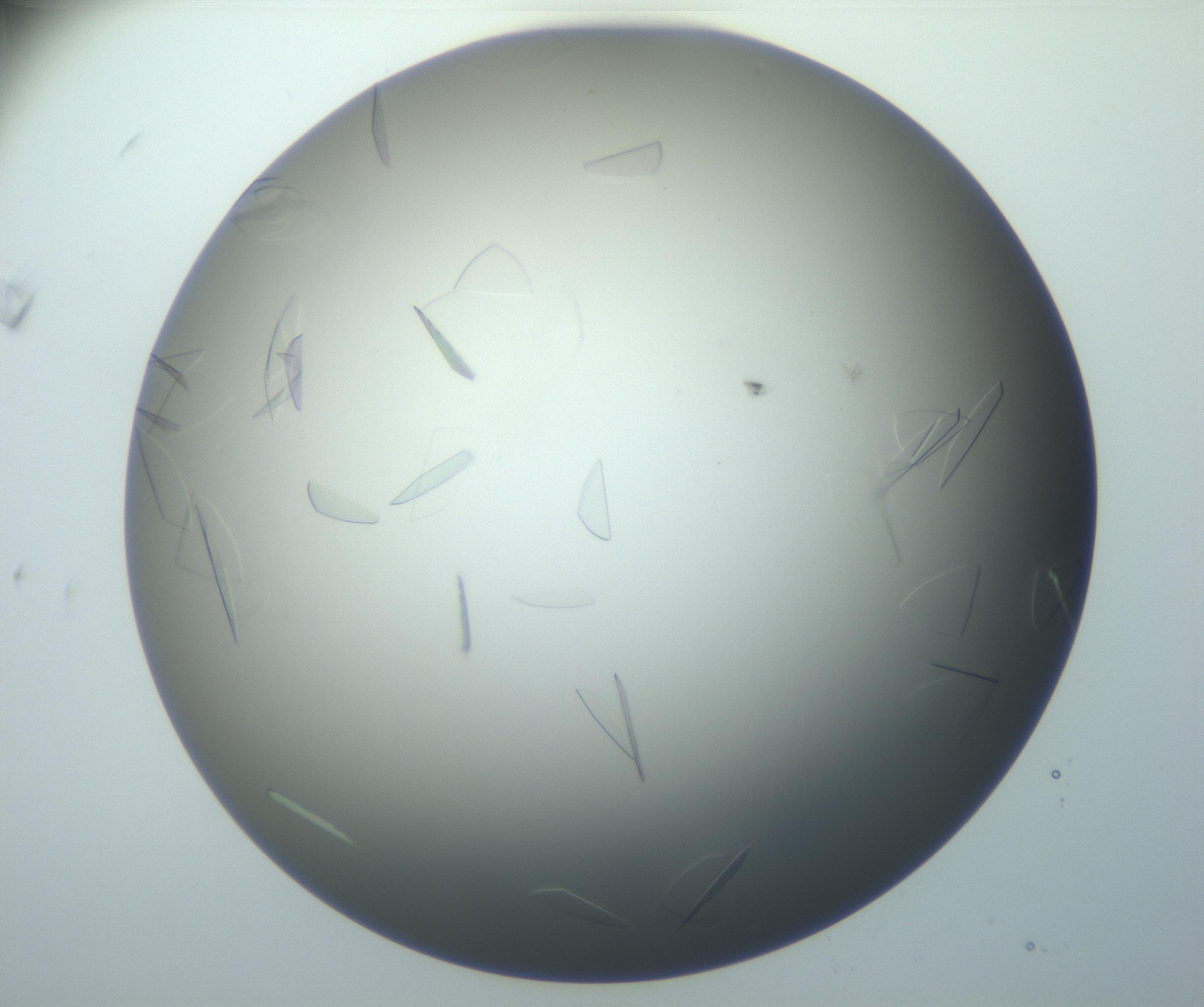 RI01_03_000_0212_Proj1_Clon1_MC_0000MC102886_007_161107_11_08_01_00_99_002_001_RAI.jpg