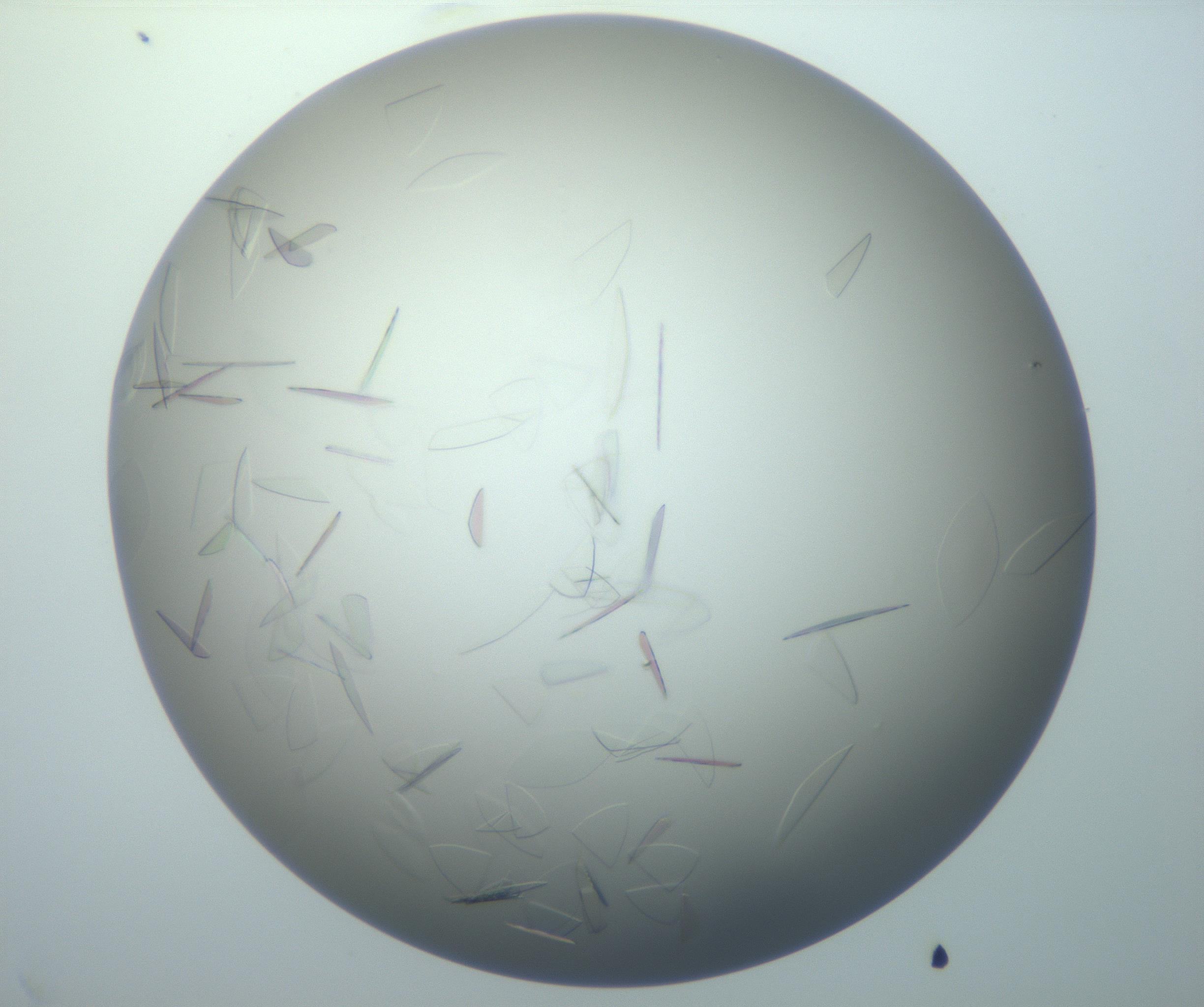 RI01_03_000_0212_Proj1_Clon1_MC_0000MC102886_007_161107_11_08_02_00_99_002_001_RAI.jpg