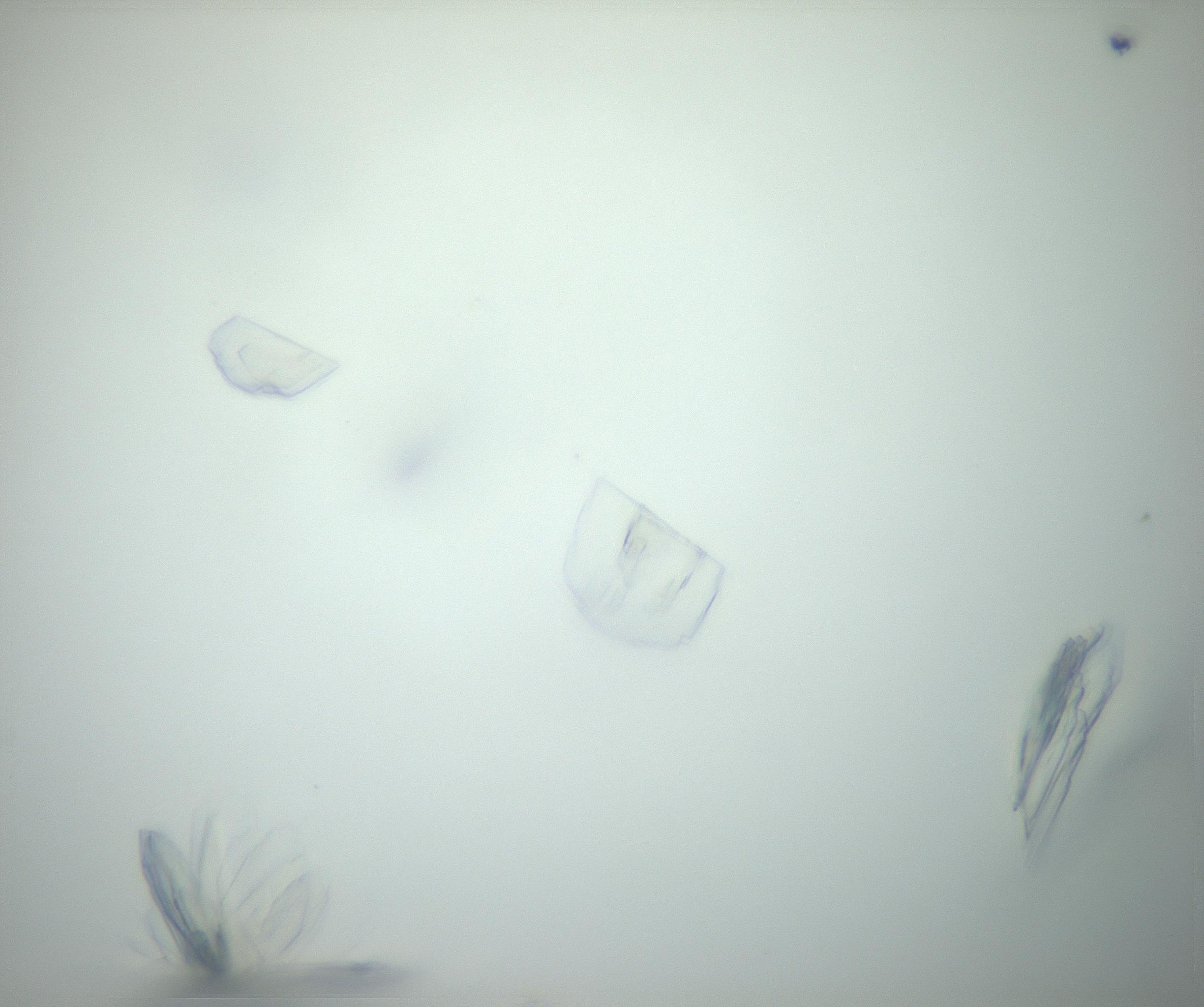 RI01_03_000_0212_Proj1_Clon1_MC_0000MC102886_007_161107_12_01_02_00_99_002_001_RAI.jpg