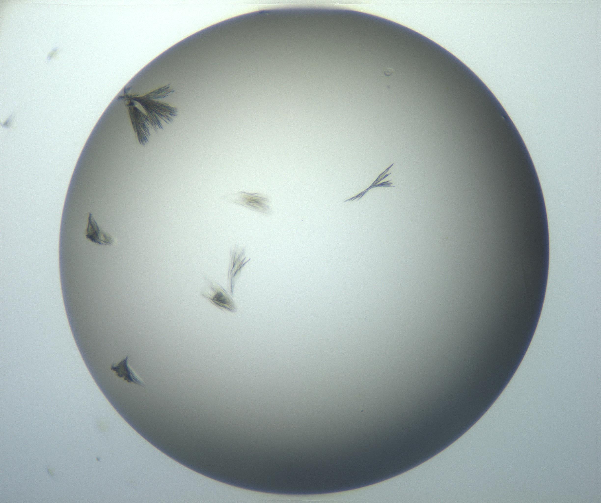 RI01_03_000_0212_Proj1_Clon1_MC_0000MC102886_007_161107_12_02_01_00_99_002_001_RAI.jpg