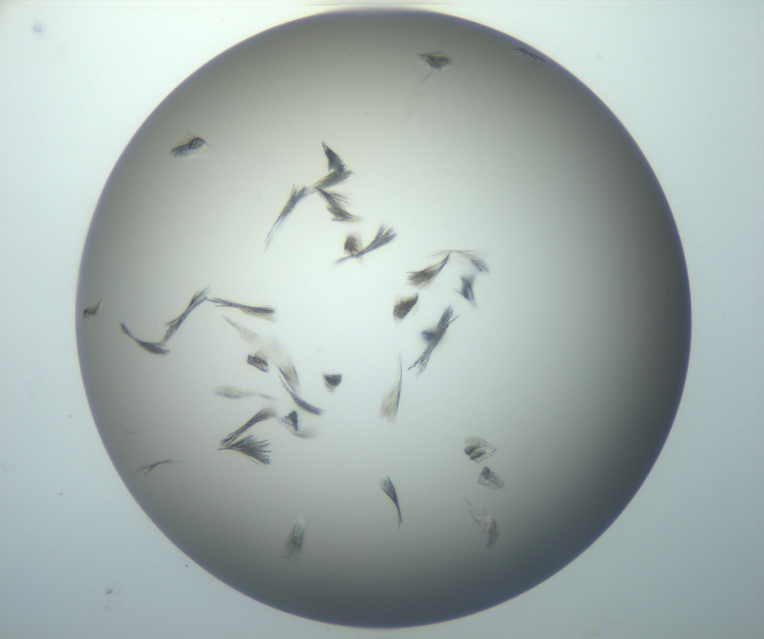 RI01_03_000_0212_Proj1_Clon1_MC_0000MC102886_007_161107_12_02_02_00_99_002_001_RAI.jpg
