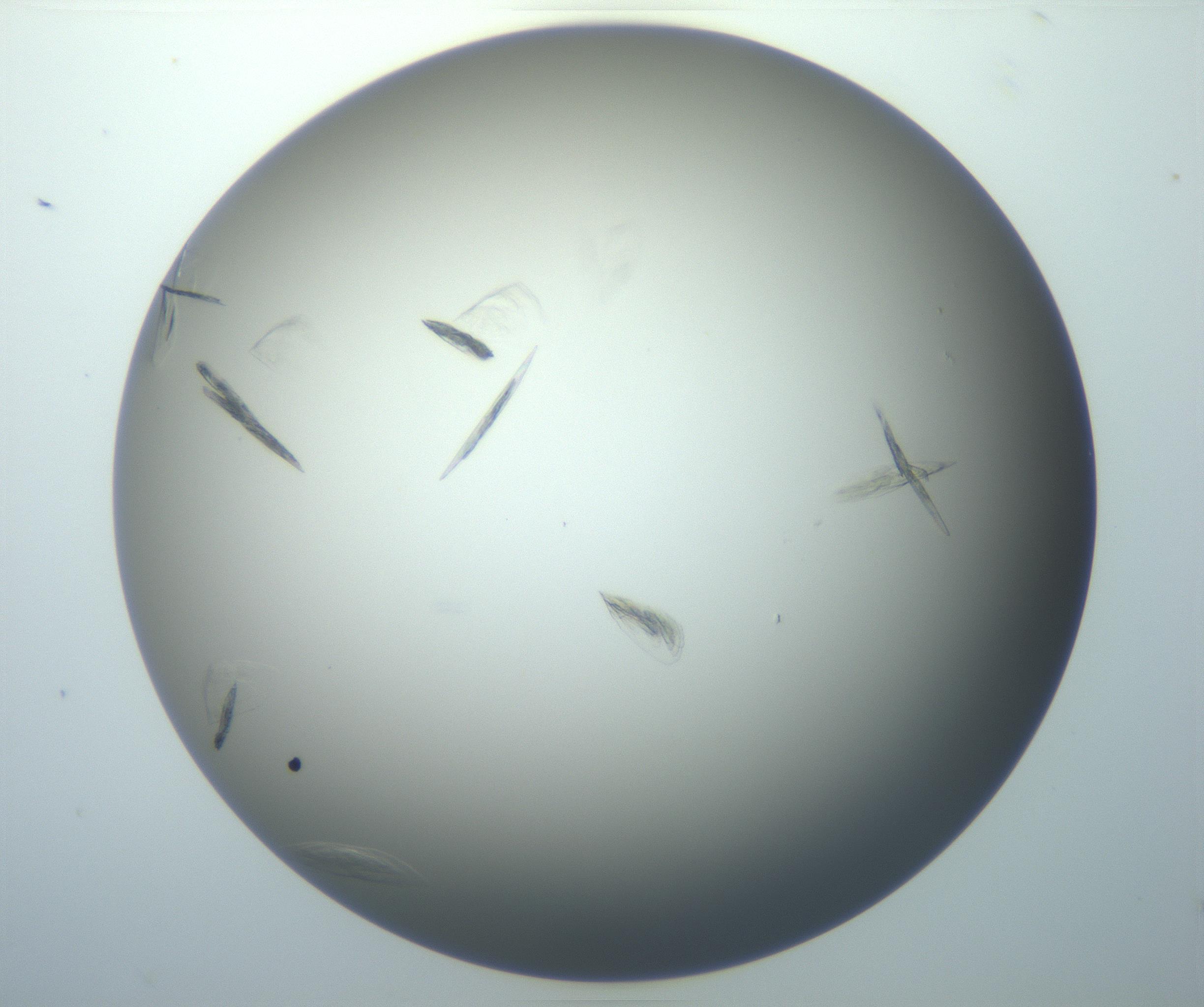 RI01_03_000_0212_Proj1_Clon1_MC_0000MC102886_007_161107_12_03_01_00_99_002_001_RAI.jpg