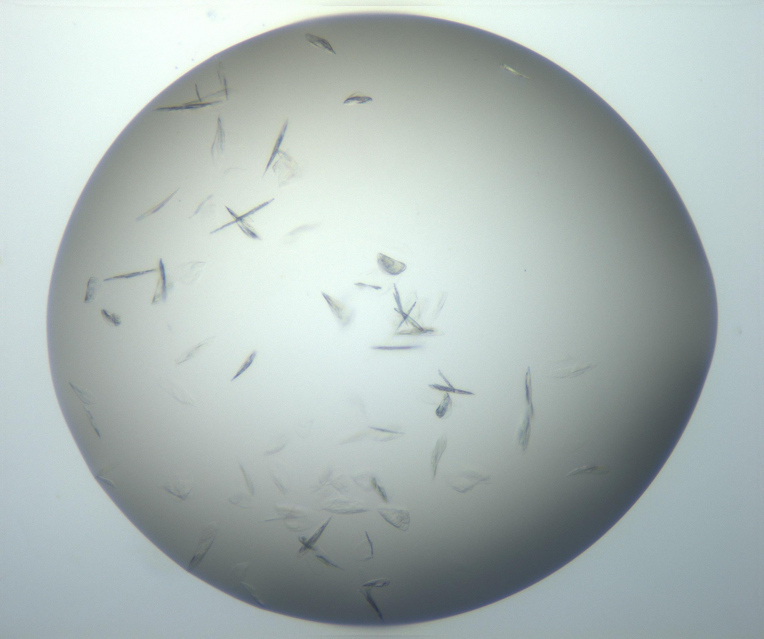 RI01_03_000_0212_Proj1_Clon1_MC_0000MC102886_007_161107_12_03_02_00_99_002_001_RAI.jpg