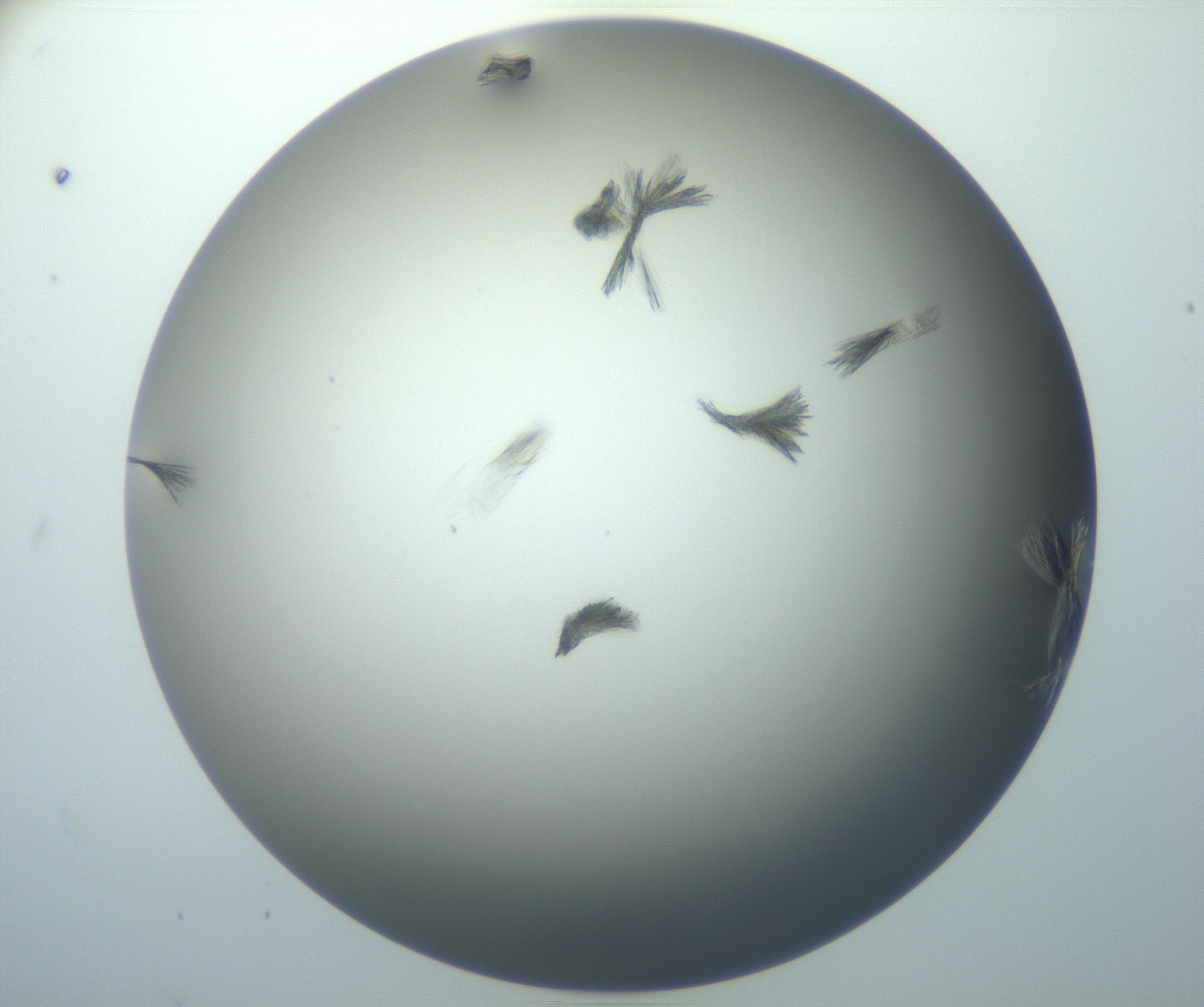 RI01_03_000_0212_Proj1_Clon1_MC_0000MC102886_007_161107_12_04_01_00_99_002_001_RAI.jpg