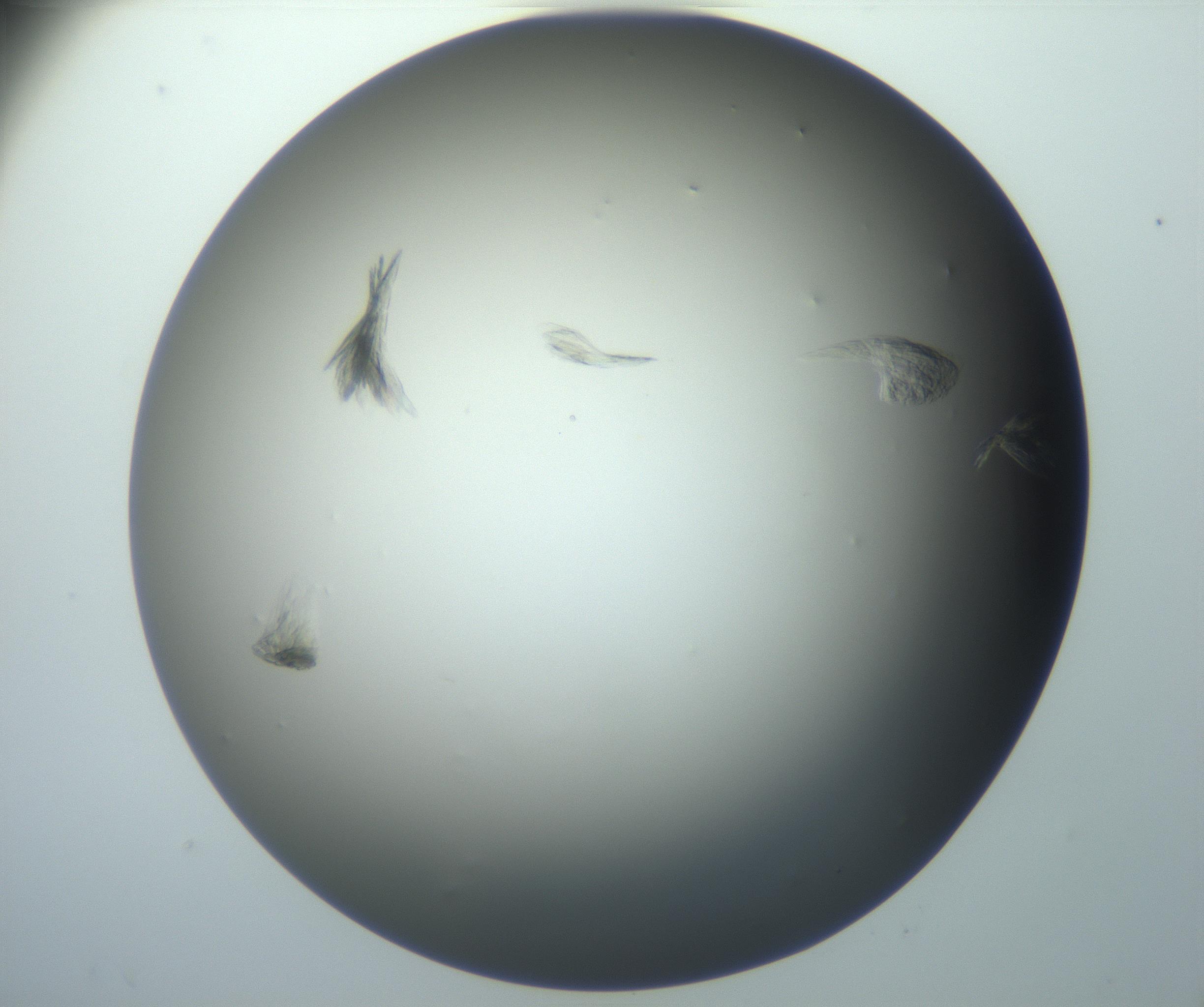 RI01_03_000_0212_Proj1_Clon1_MC_0000MC102886_007_161107_12_05_01_00_99_002_001_RAI.jpg