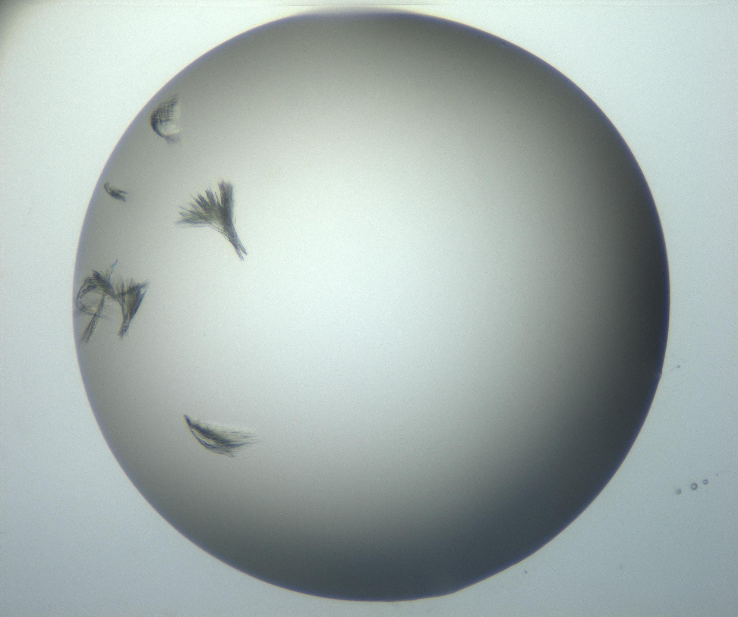 RI01_03_000_0212_Proj1_Clon1_MC_0000MC102886_007_161107_12_06_01_00_99_002_001_RAI.jpg