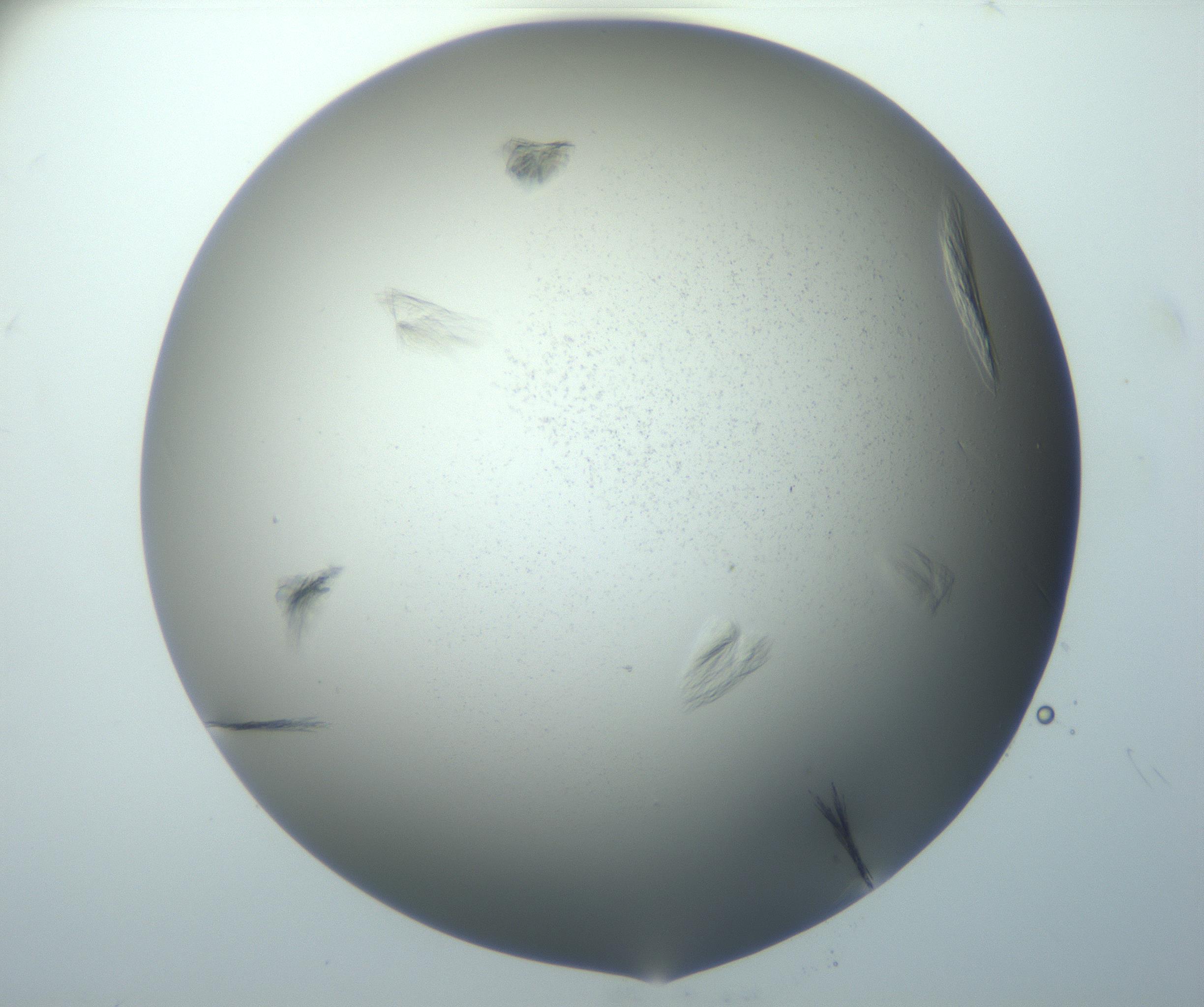 RI01_03_000_0212_Proj1_Clon1_MC_0000MC102886_007_161107_12_07_01_00_99_002_001_RAI.jpg