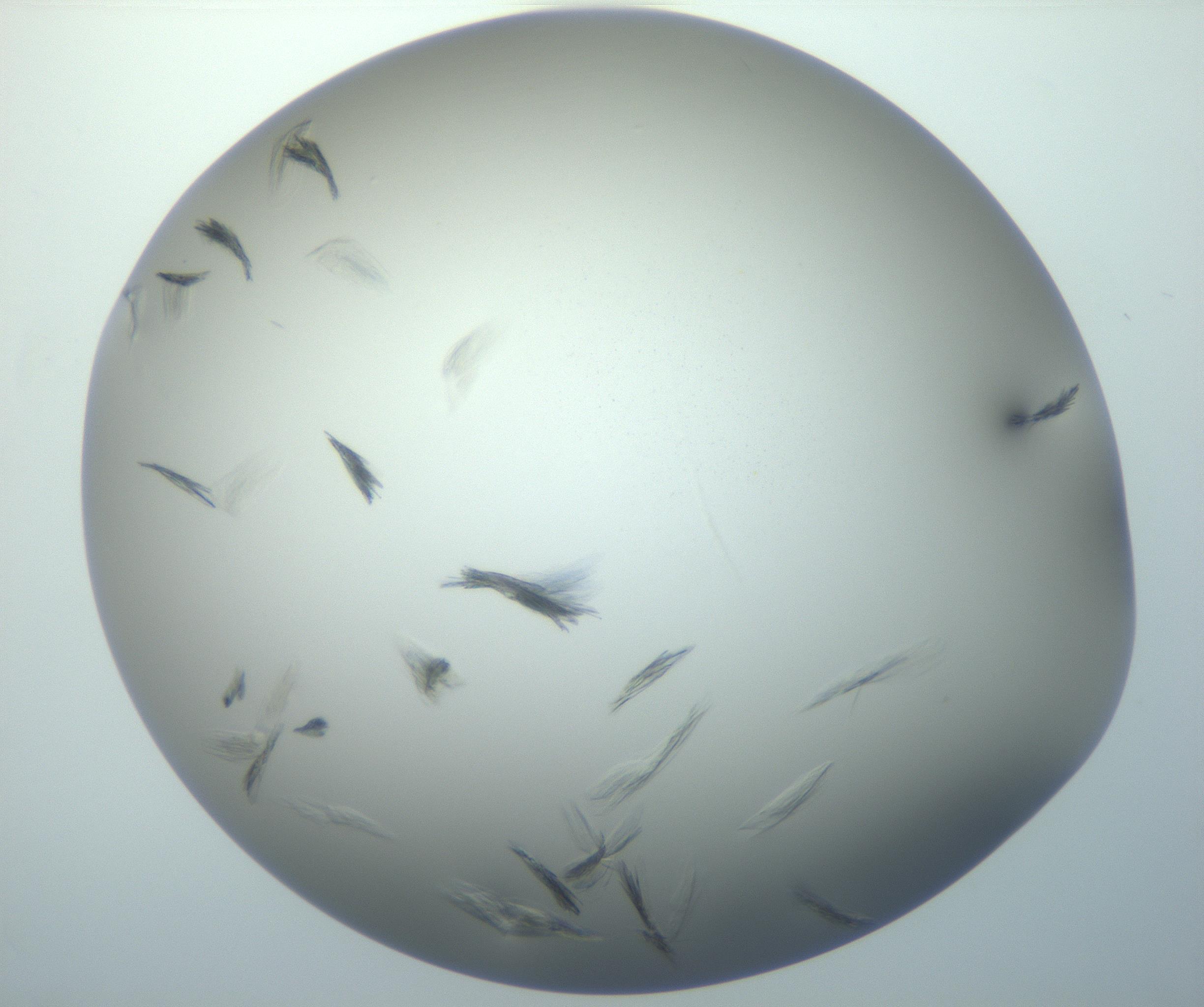 RI01_03_000_0212_Proj1_Clon1_MC_0000MC102886_007_161107_12_07_02_00_99_002_001_RAI.jpg