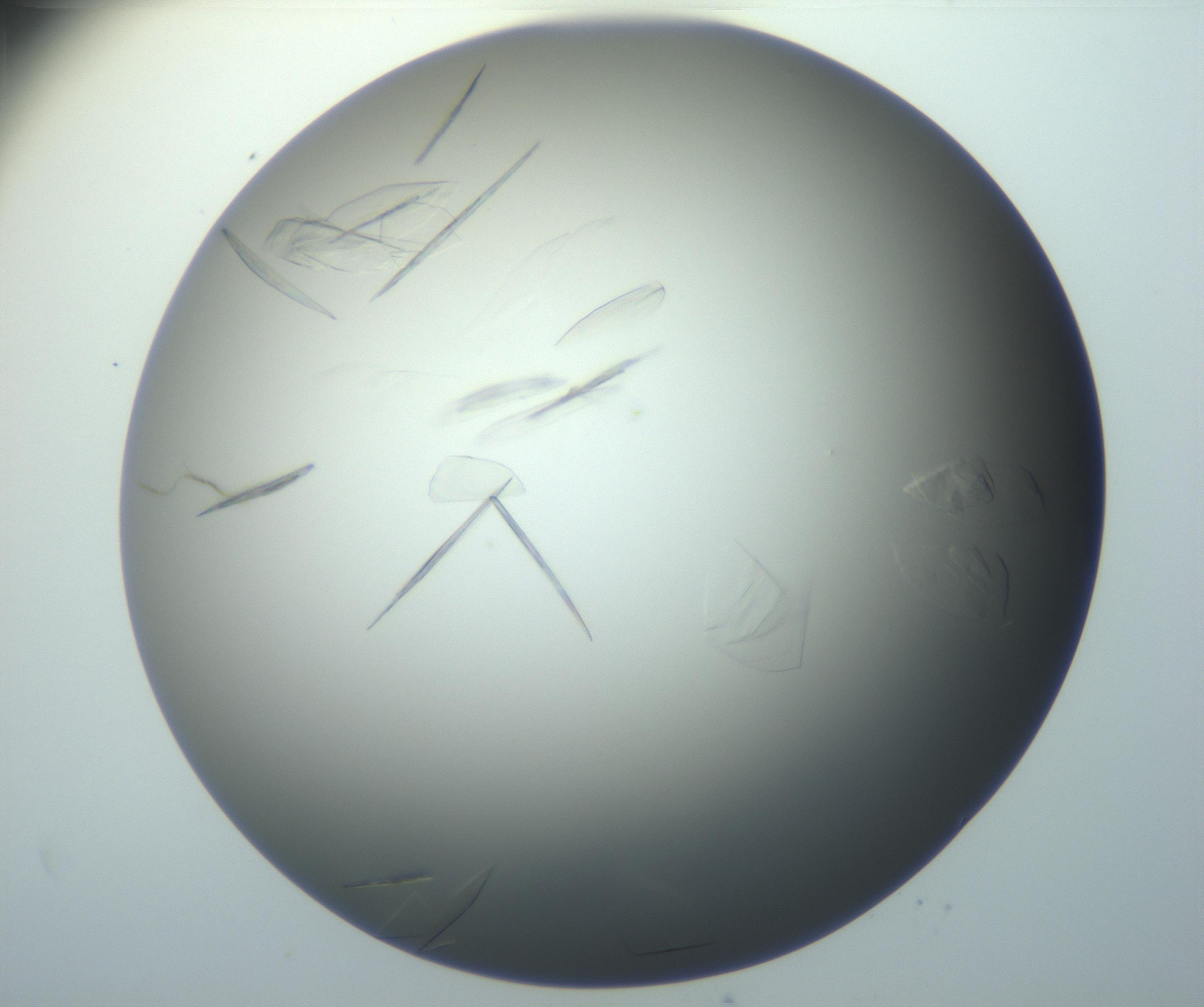 RI01_03_000_0212_Proj1_Clon1_MC_0000MC102886_007_161107_12_08_01_00_99_002_001_RAI.jpg