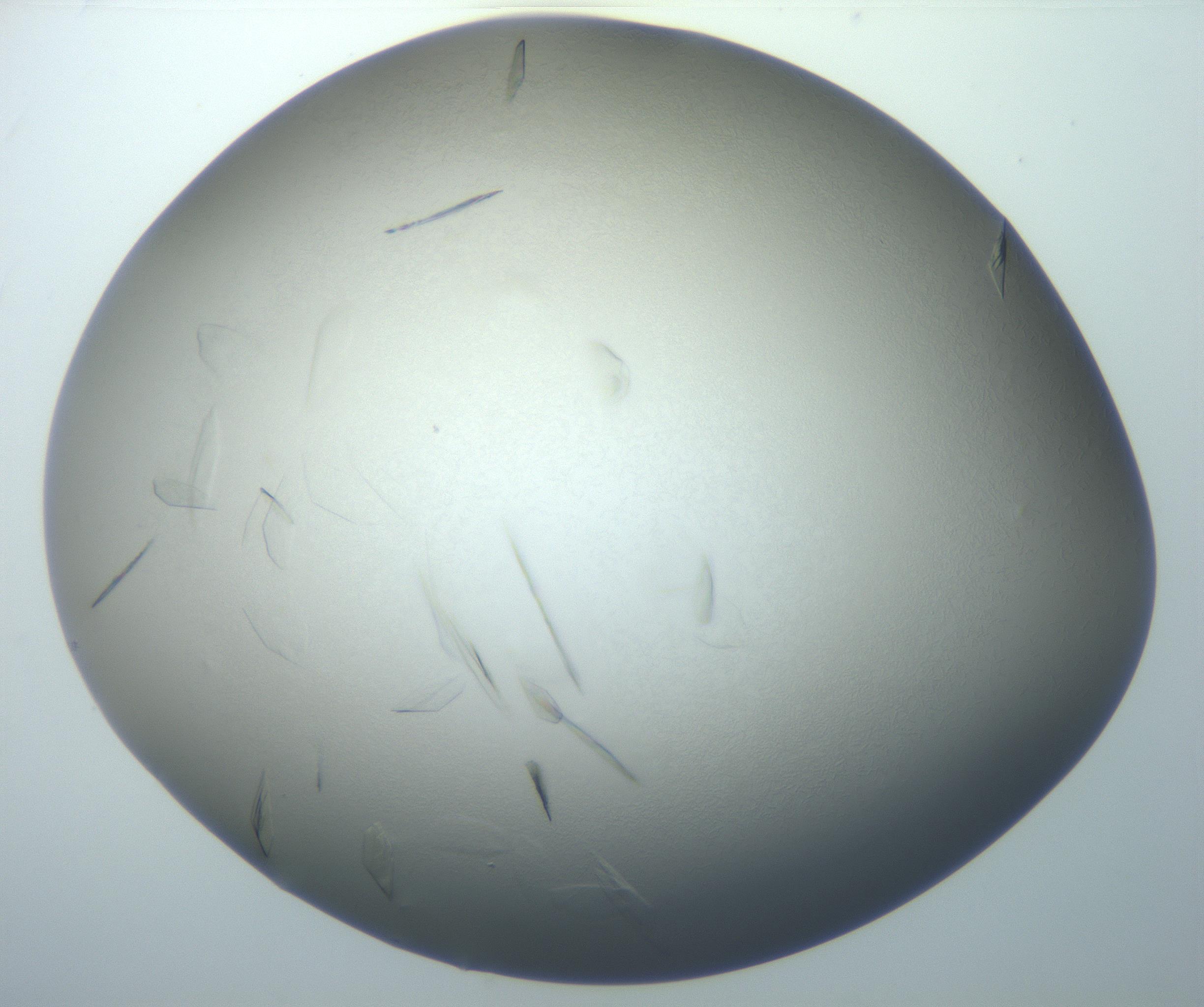 RI01_03_000_0212_Proj1_Clon1_MC_0000MC102886_007_161107_12_08_02_00_99_002_001_RAI.jpg