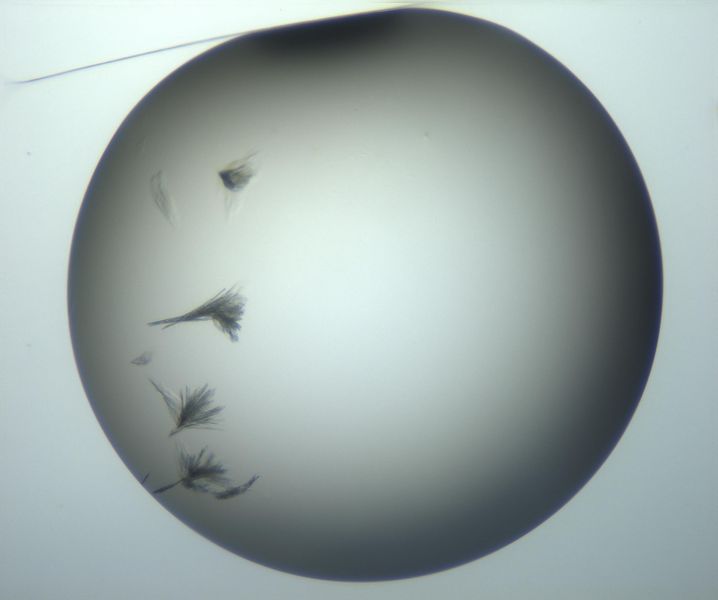 RI01_03_000_0212_Proj1_Clon1_MC_0000MC102886_010_161128_01_01_01_00_99_002_001_RAI.jpg