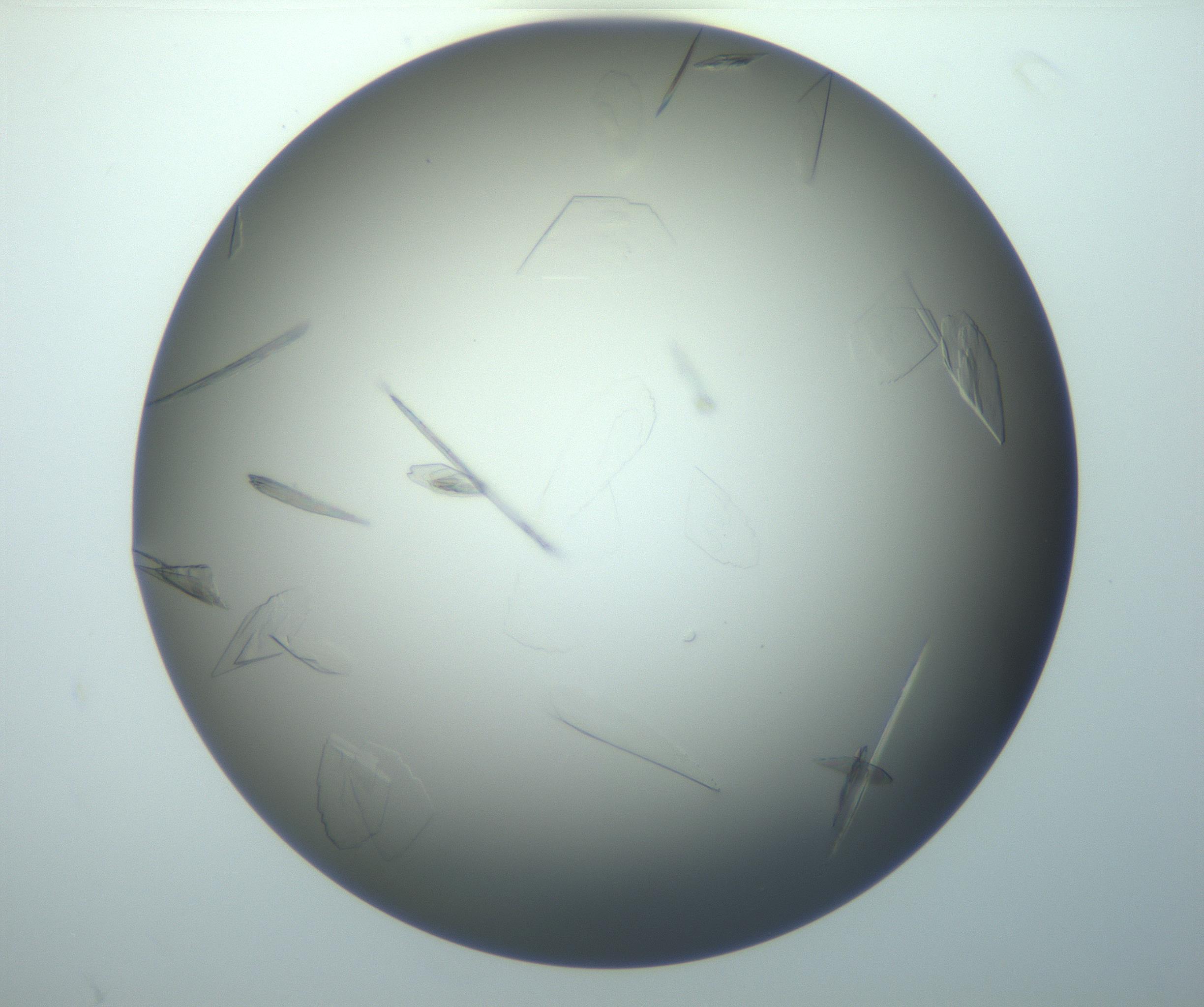 RI01_03_000_0212_Proj1_Clon1_MC_0000MC102886_010_161128_05_06_02_00_99_002_001_RAI.jpg