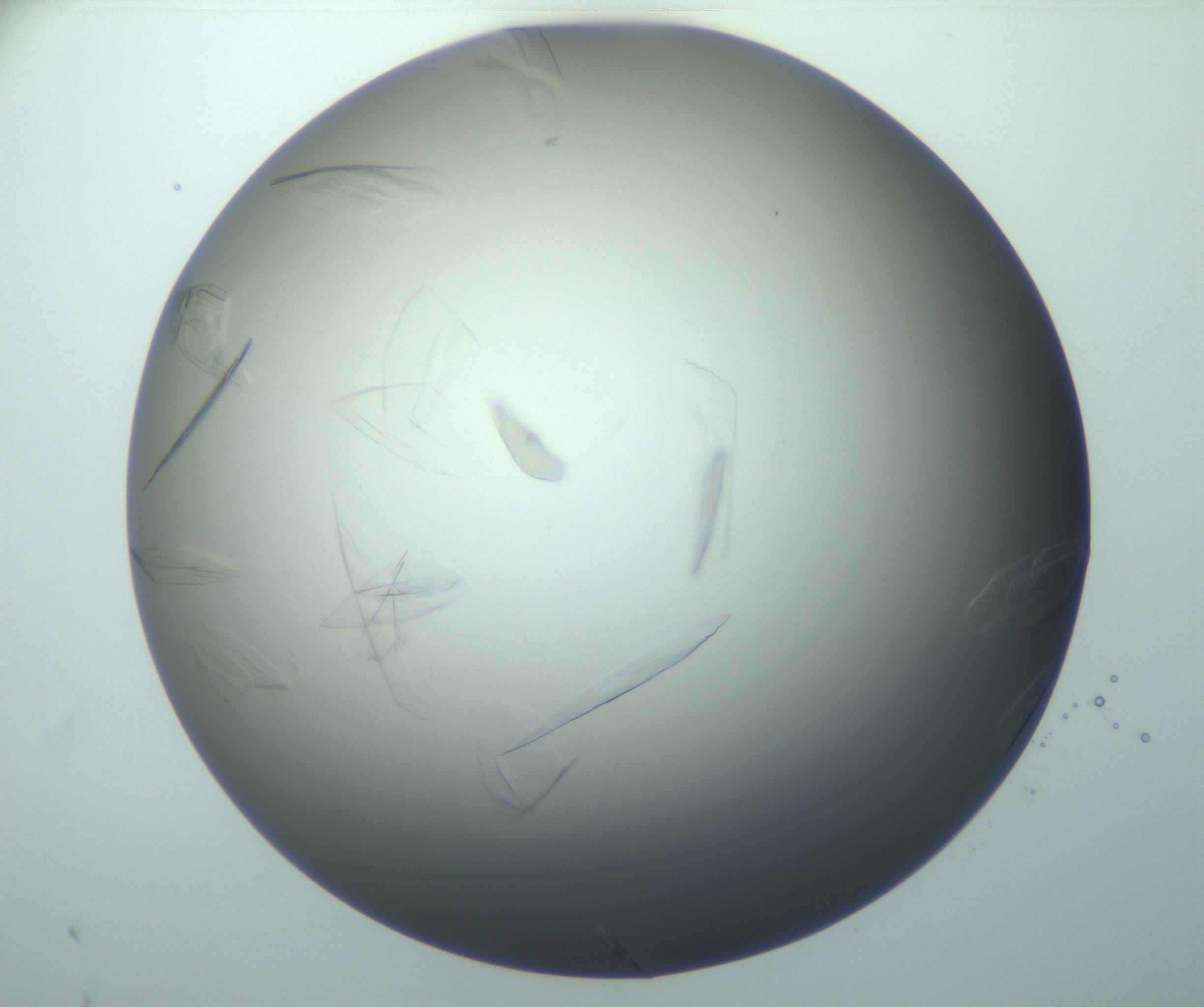 RI01_03_000_0212_Proj1_Clon1_MC_0000MC102886_010_161128_10_08_01_00_99_002_001_RAI.jpg