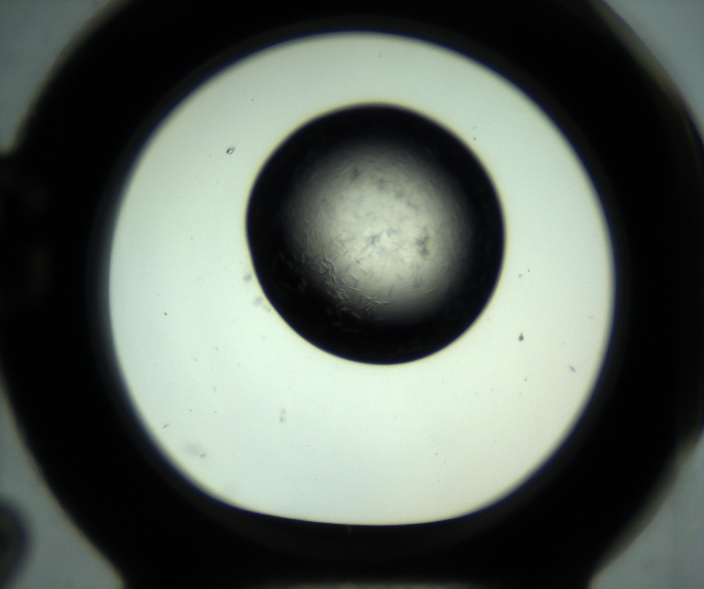 RI01_03_000_0212_Proj1_Clon1_MC_0000MC102887_001_161024_02_07_01_00_98_002_001_RAI.jpg