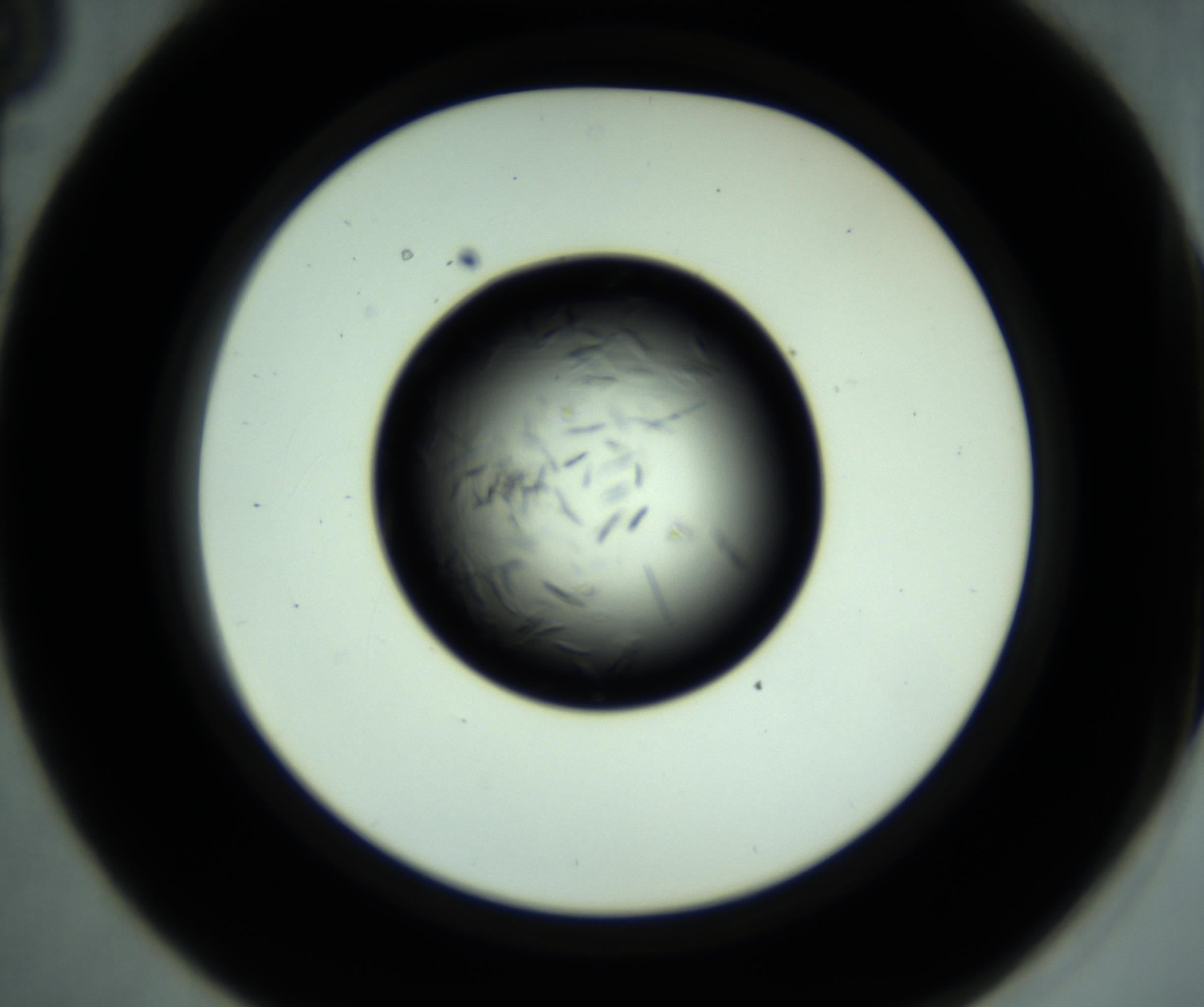 RI01_03_000_0212_Proj1_Clon1_MC_0000MC102887_001_161024_03_03_02_00_98_002_001_RAI.jpg