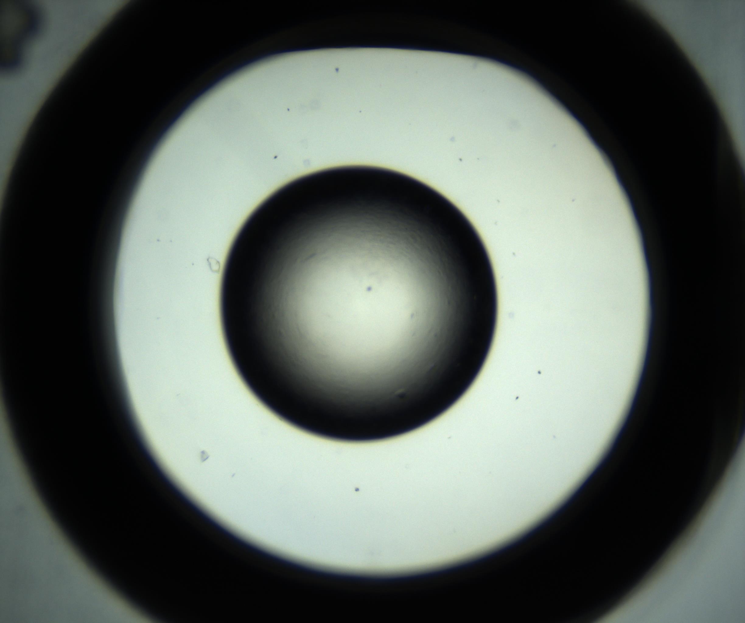 RI01_03_000_0212_Proj1_Clon1_MC_0000MC102887_001_161024_04_04_02_00_98_002_001_RAI.jpg