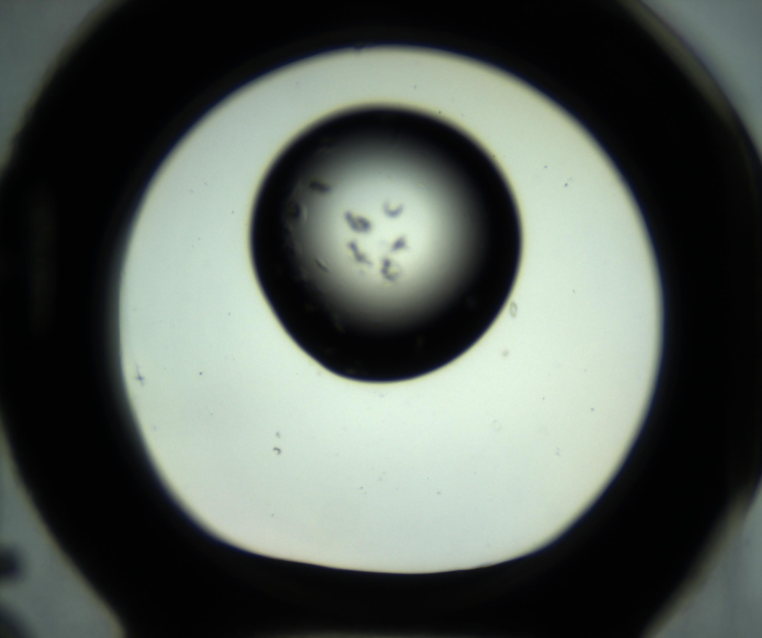 RI01_03_000_0212_Proj1_Clon1_MC_0000MC102887_001_161024_05_08_01_00_98_002_001_RAI.jpg