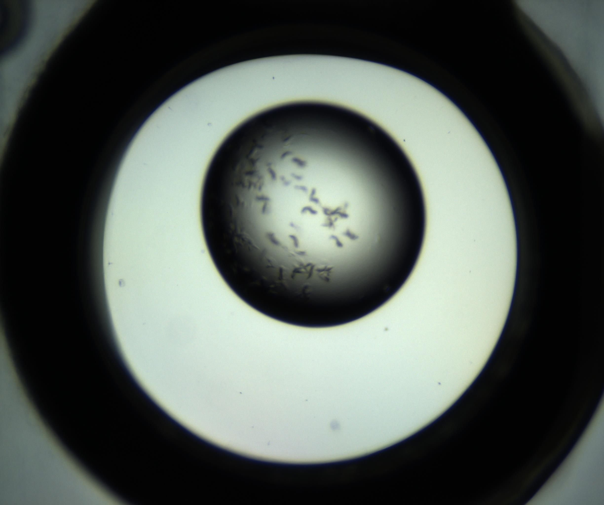 RI01_03_000_0212_Proj1_Clon1_MC_0000MC102887_001_161024_05_08_02_00_98_002_001_RAI.jpg