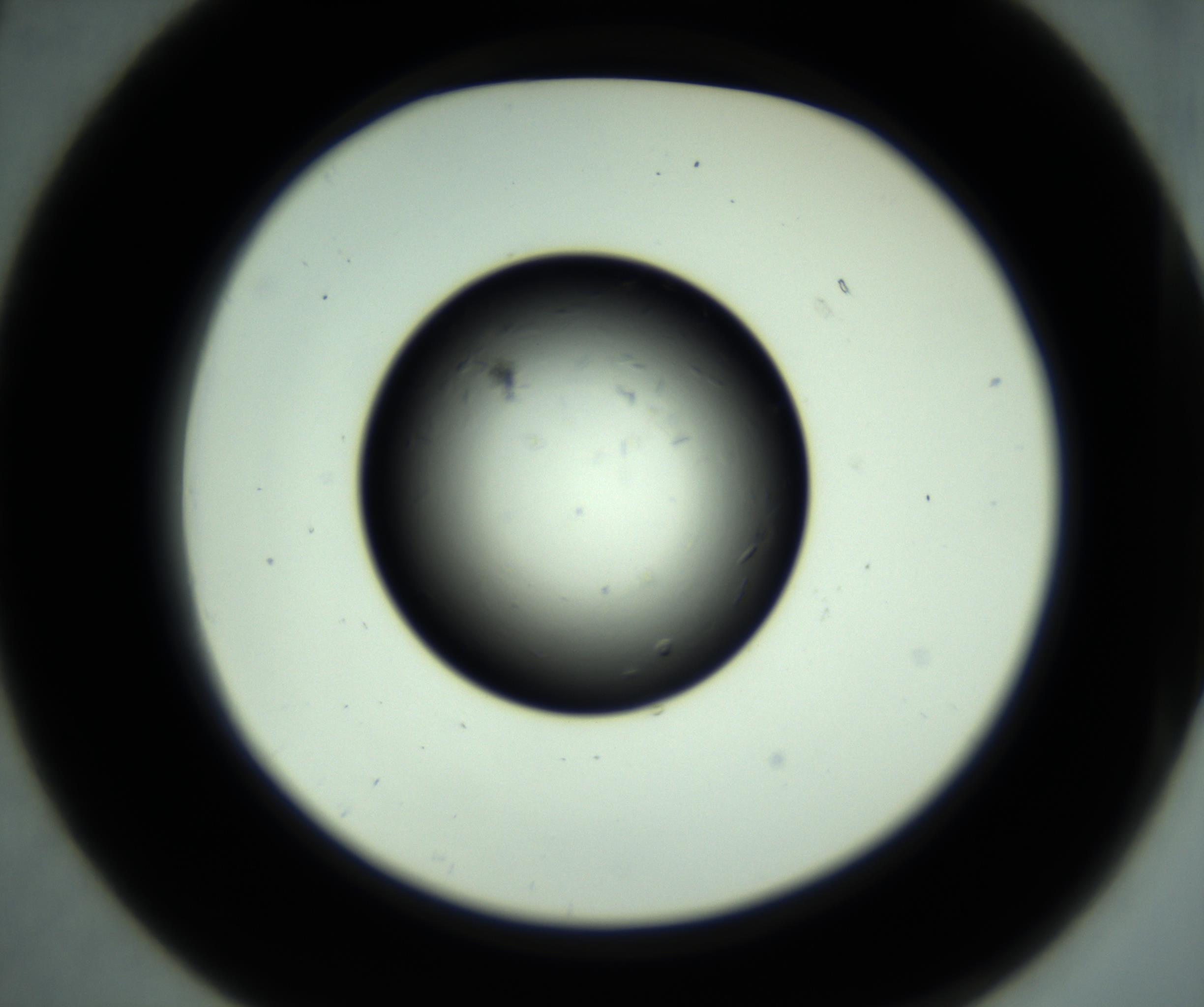 RI01_03_000_0212_Proj1_Clon1_MC_0000MC102887_001_161024_07_02_02_00_98_002_001_RAI.jpg