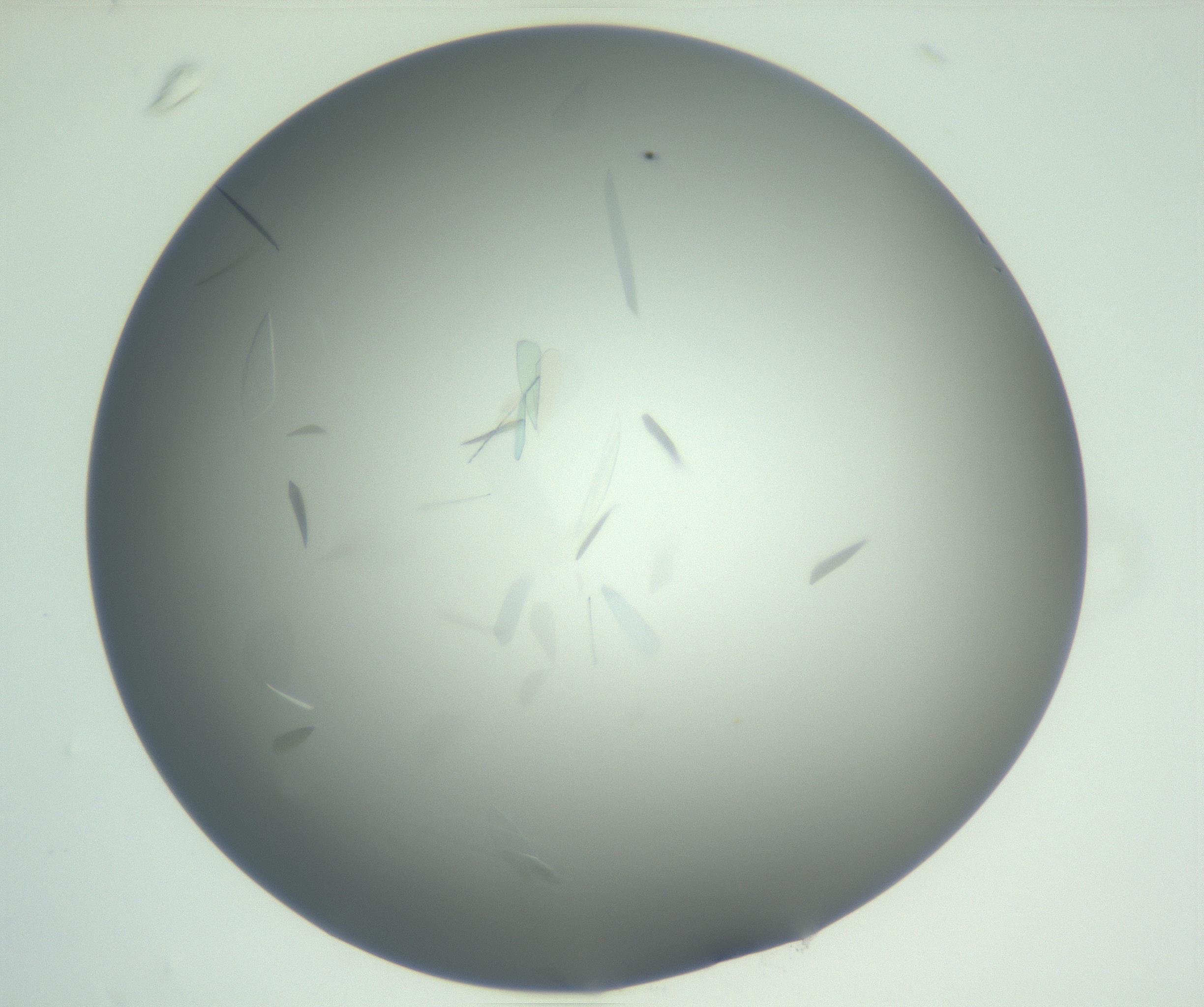 RI01_03_000_0212_Proj1_Clon1_MC_0000MC102887_005_161031_01_03_02_00_99_002_001_RAI.jpg