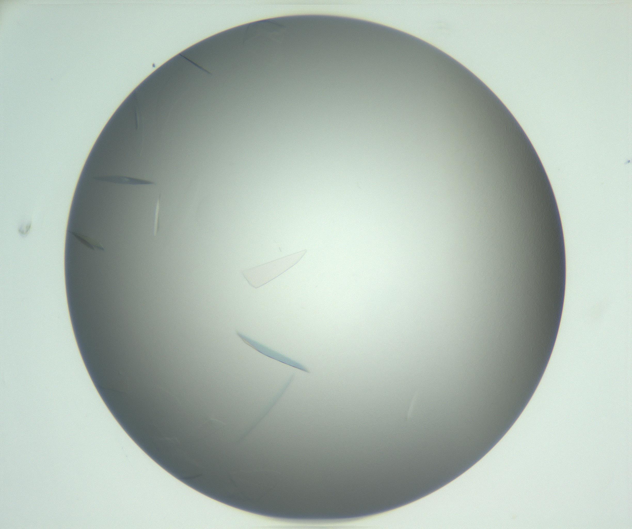 RI01_03_000_0212_Proj1_Clon1_MC_0000MC102887_005_161031_04_03_01_00_99_002_001_RAI.jpg
