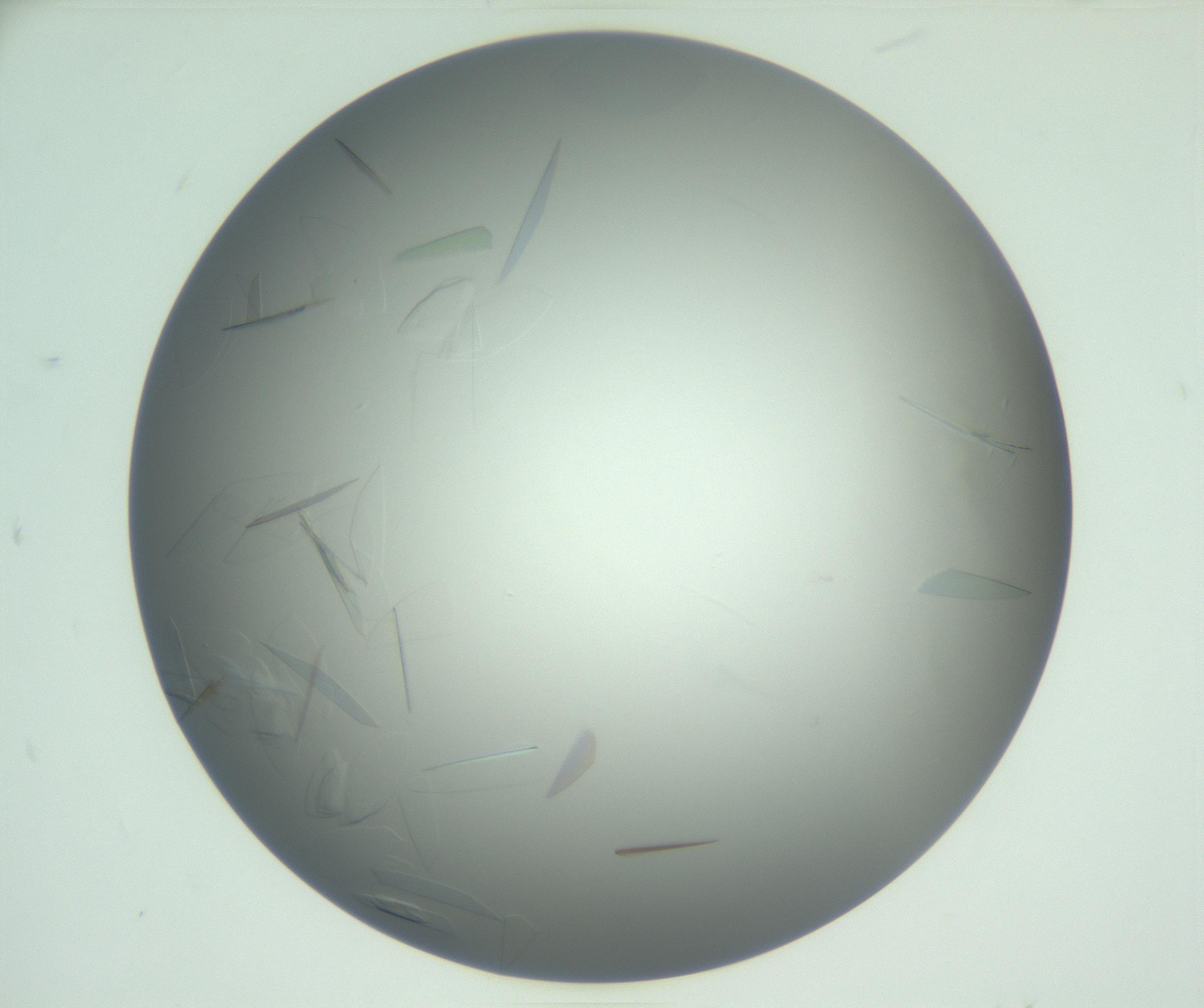 RI01_03_000_0212_Proj1_Clon1_MC_0000MC102887_005_161031_06_02_01_00_99_002_001_RAI.jpg