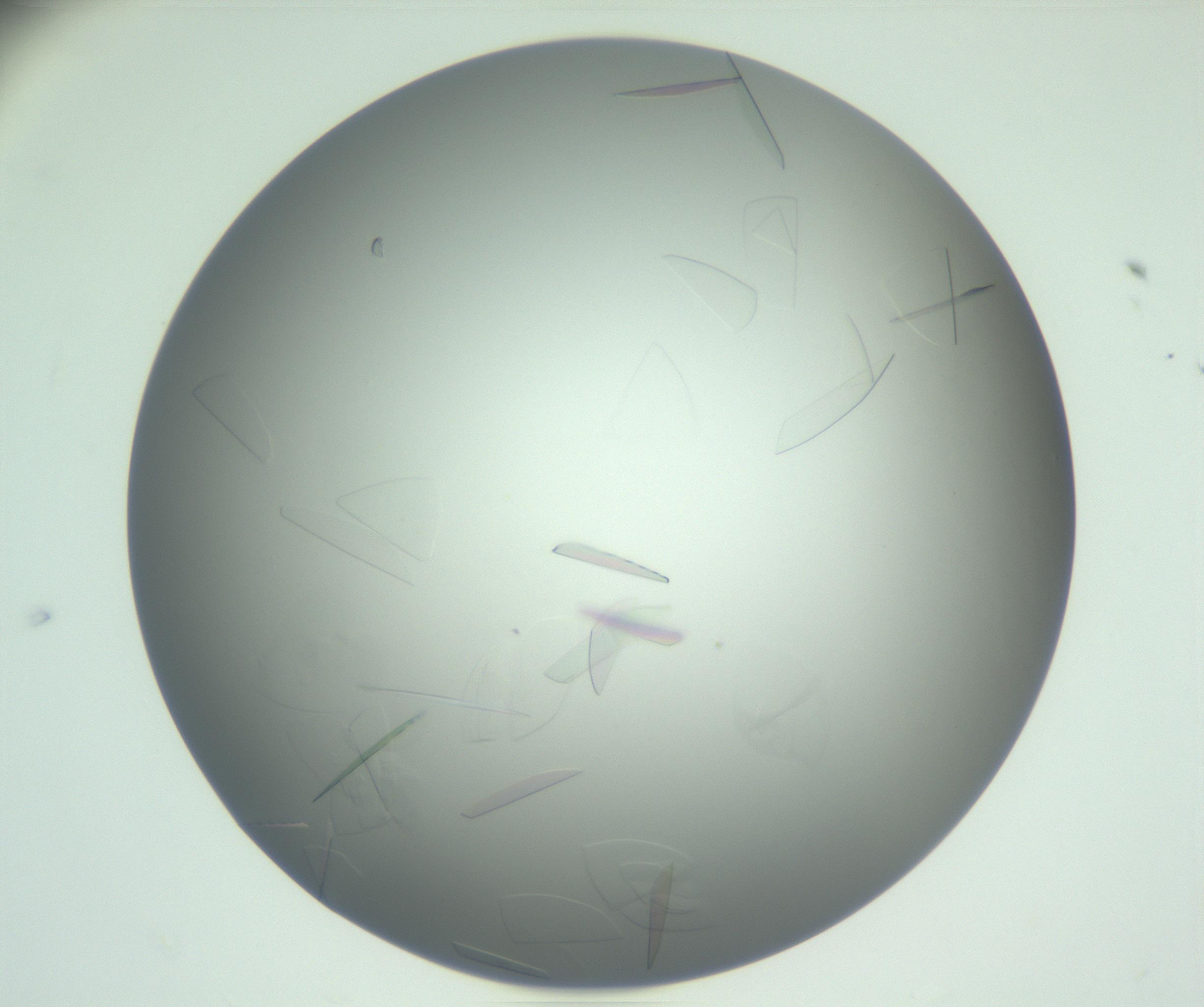 RI01_03_000_0212_Proj1_Clon1_MC_0000MC102887_005_161031_08_03_01_00_99_002_001_RAI.jpg