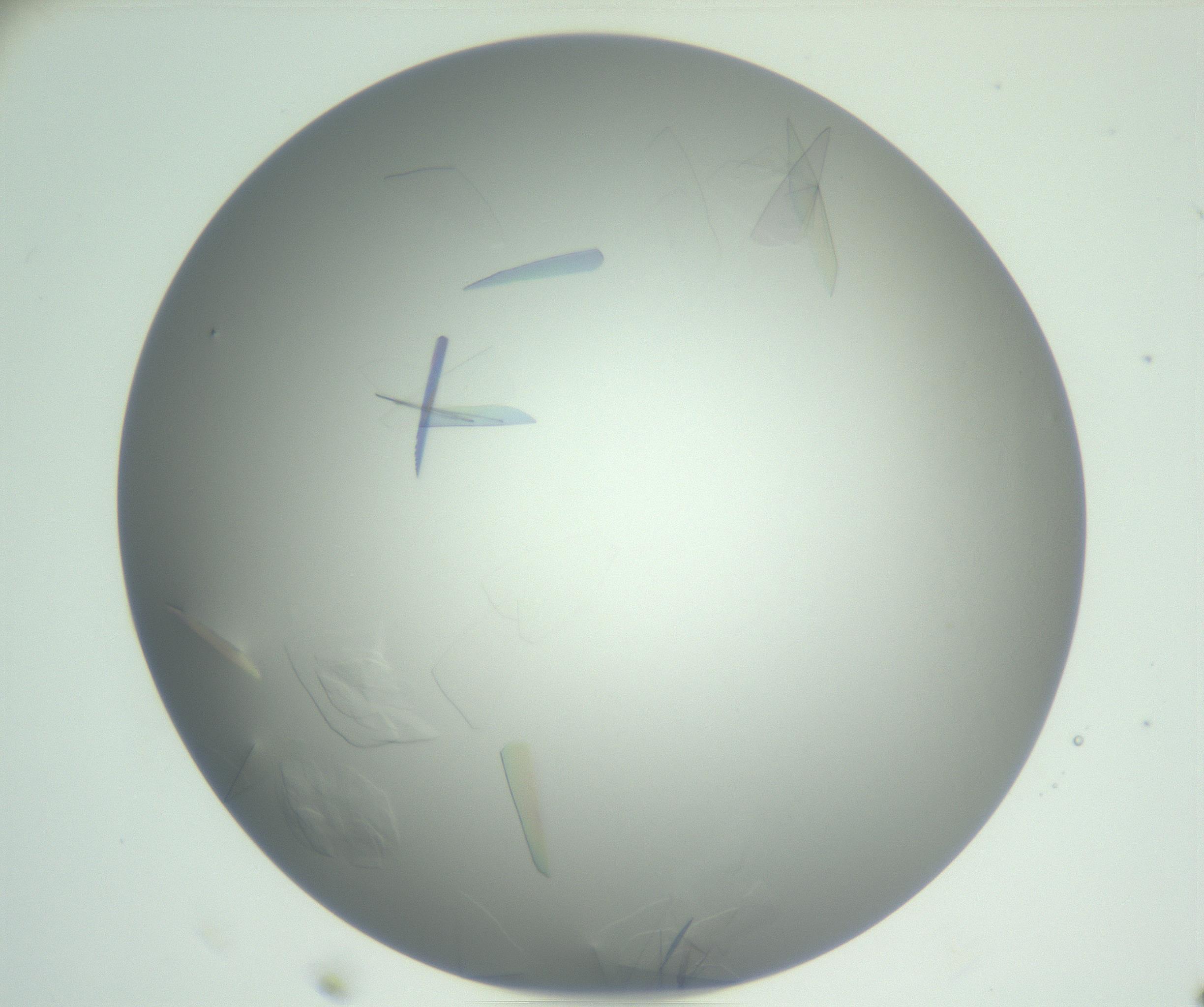RI01_03_000_0212_Proj1_Clon1_MC_0000MC102887_005_161031_11_03_01_00_99_002_001_RAI.jpg