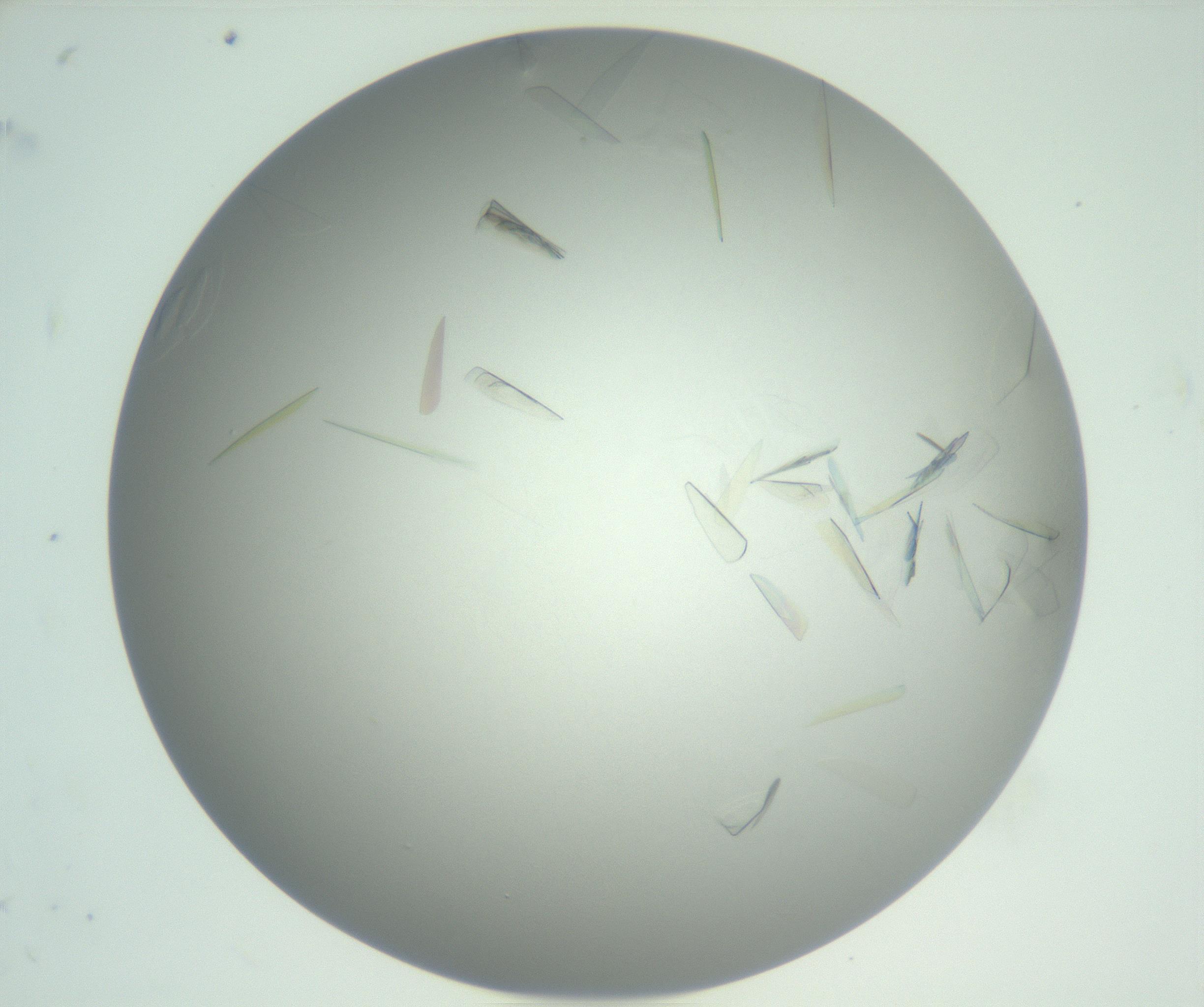 RI01_03_000_0212_Proj1_Clon1_MC_0000MC102887_005_161031_11_03_02_00_99_002_001_RAI.jpg