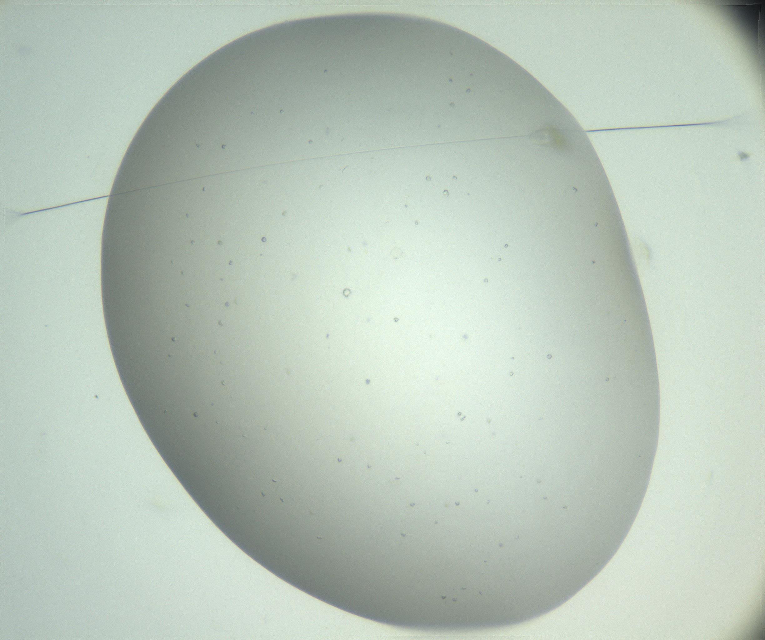 RI01_03_000_0212_Proj1_Clon1_MC_0000MC102888_005_161031_01_01_01_00_99_002_001_RAI.jpg
