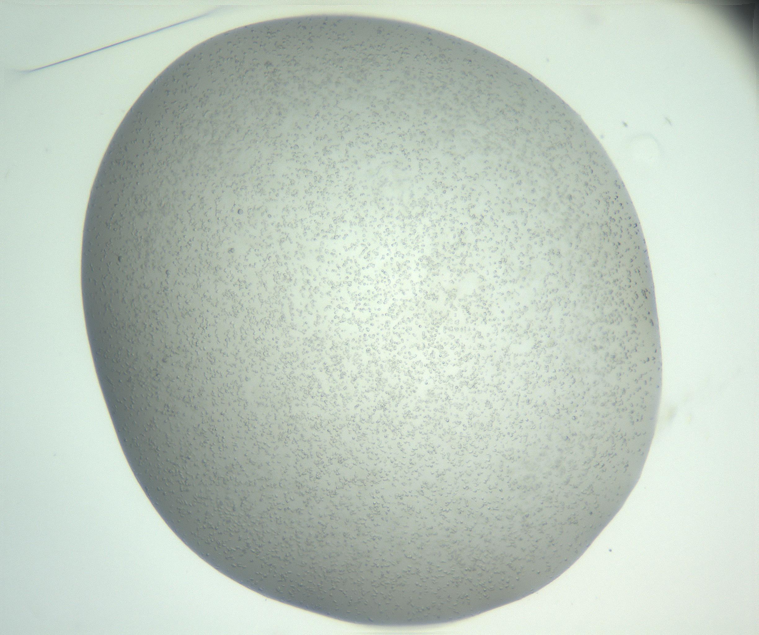 RI01_03_000_0212_Proj1_Clon1_MC_0000MC102888_005_161031_01_04_01_00_99_002_001_RAI.jpg