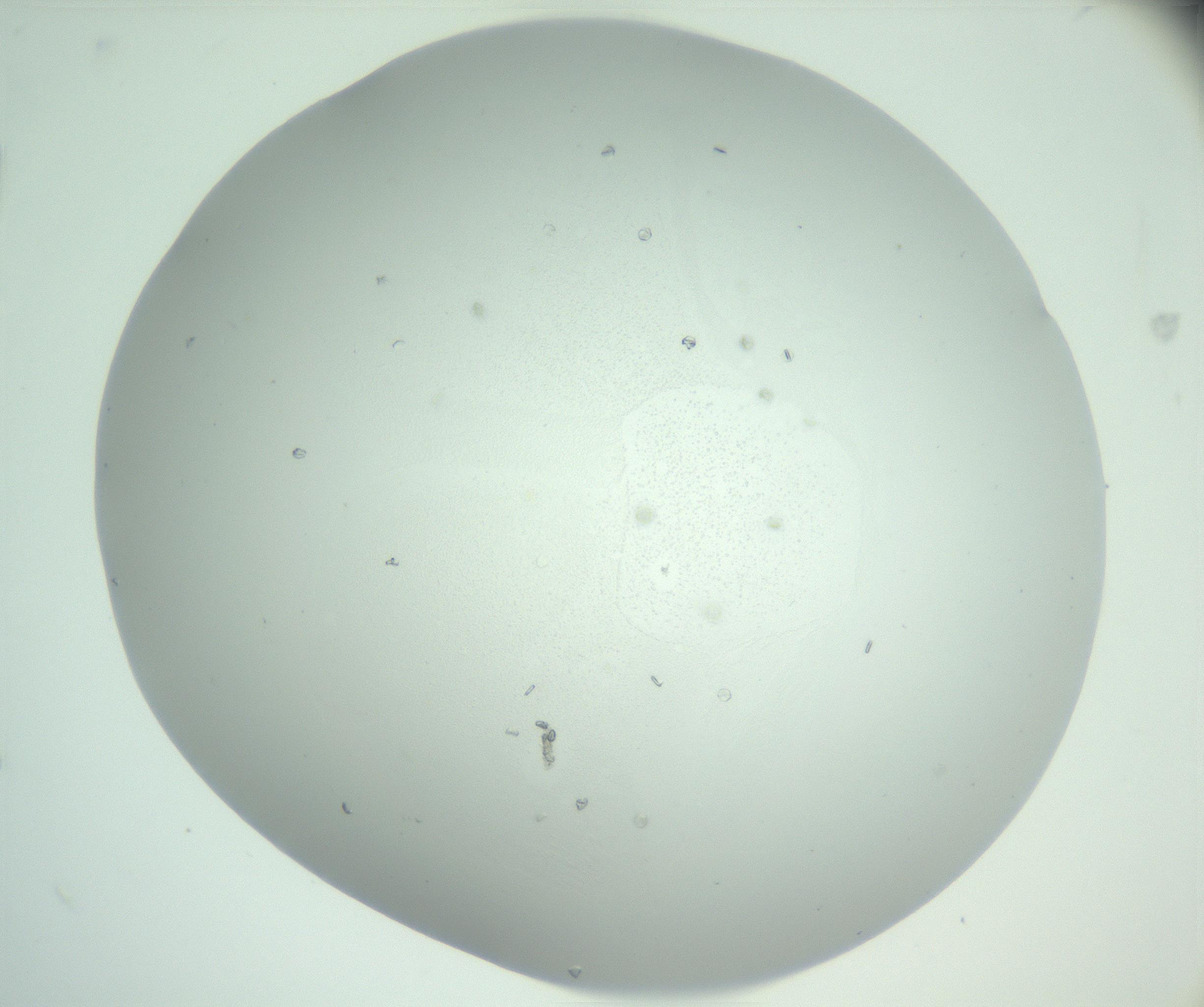 RI01_03_000_0212_Proj1_Clon1_MC_0000MC102888_005_161031_02_02_01_00_99_002_001_RAI.jpg