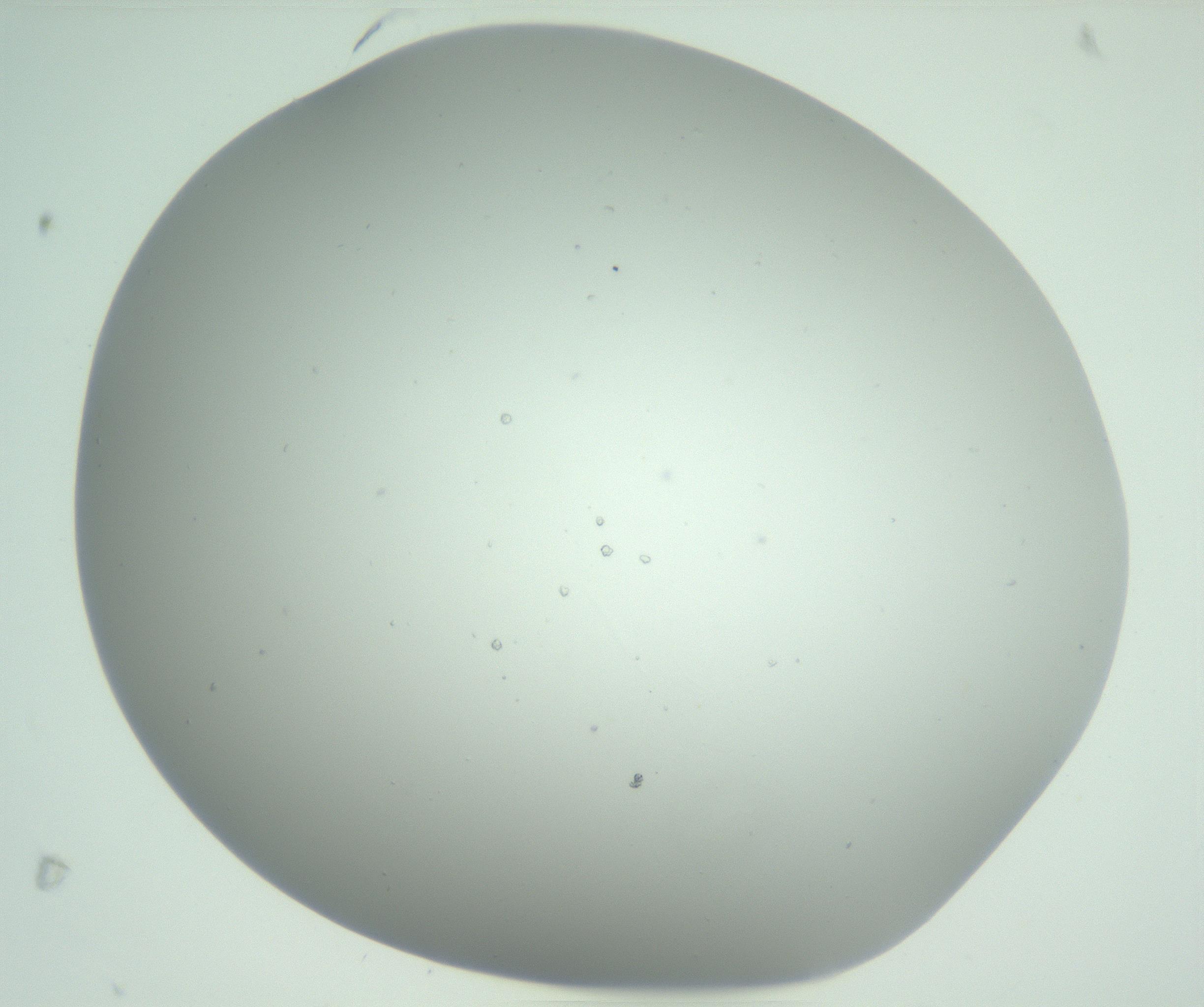 RI01_03_000_0212_Proj1_Clon1_MC_0000MC102888_005_161031_06_03_01_00_99_002_001_RAI.jpg