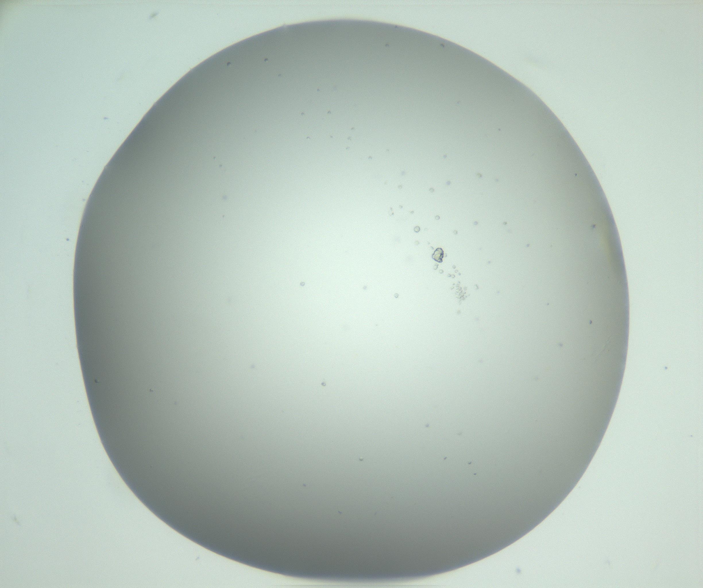 RI01_03_000_0212_Proj1_Clon1_MC_0000MC102888_005_161031_09_08_01_00_99_002_001_RAI.jpg