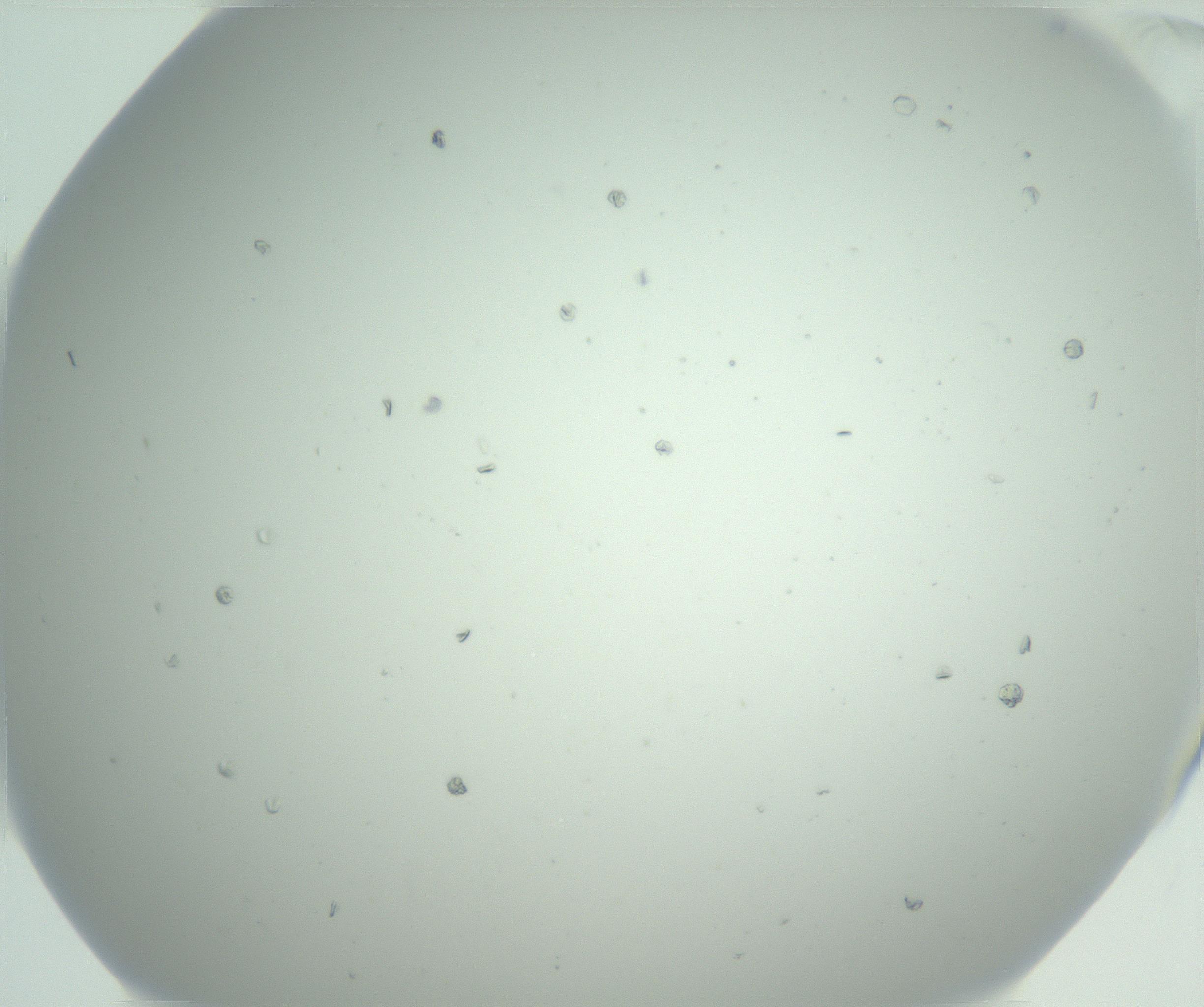 RI01_03_000_0212_Proj1_Clon1_MC_0000MC102888_005_161031_12_04_01_00_99_002_001_RAI.jpg