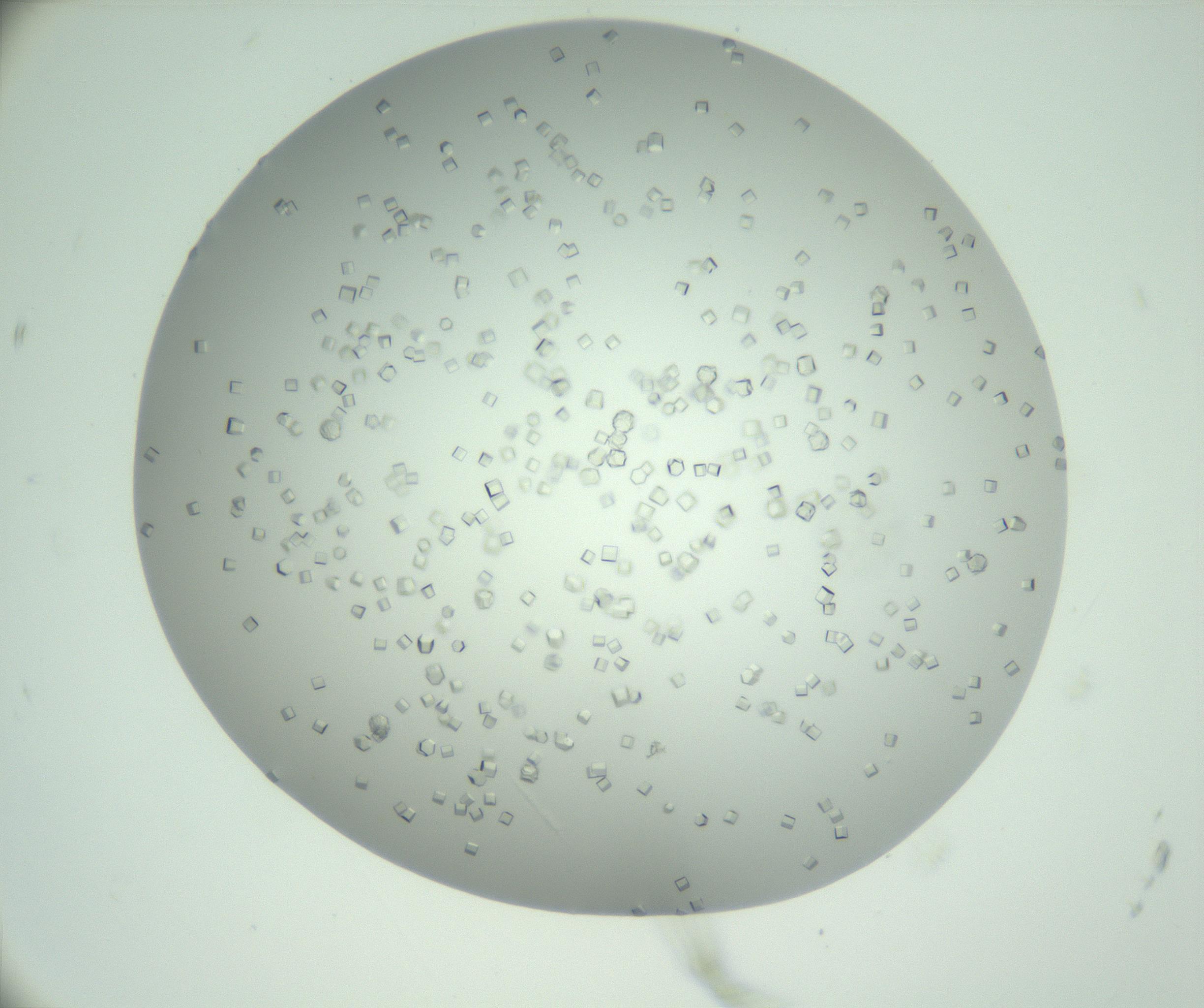 RI01_03_000_0212_Proj1_Clon1_MC_0000MC102888_005_161031_12_06_01_00_99_002_001_RAI.jpg