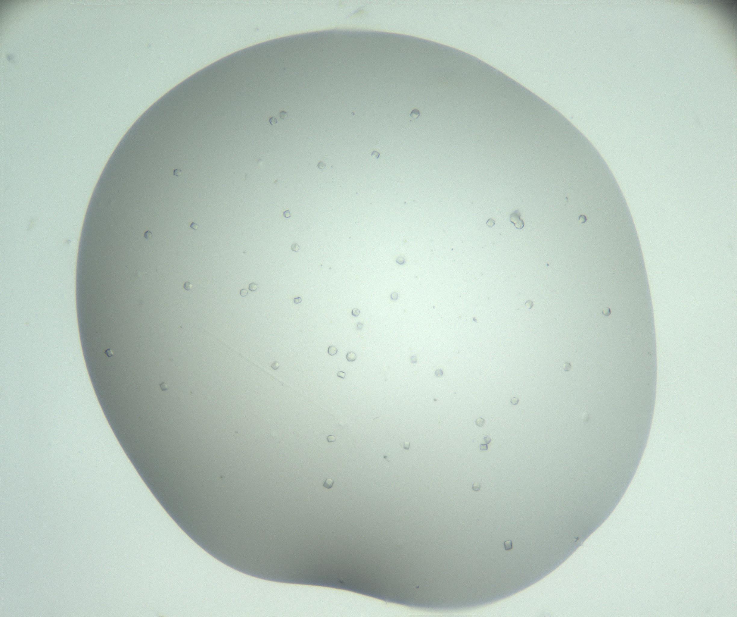 RI01_03_000_0212_Proj1_Clon1_MC_0000MC102888_010_161128_01_07_01_00_99_002_001_RAI.jpg