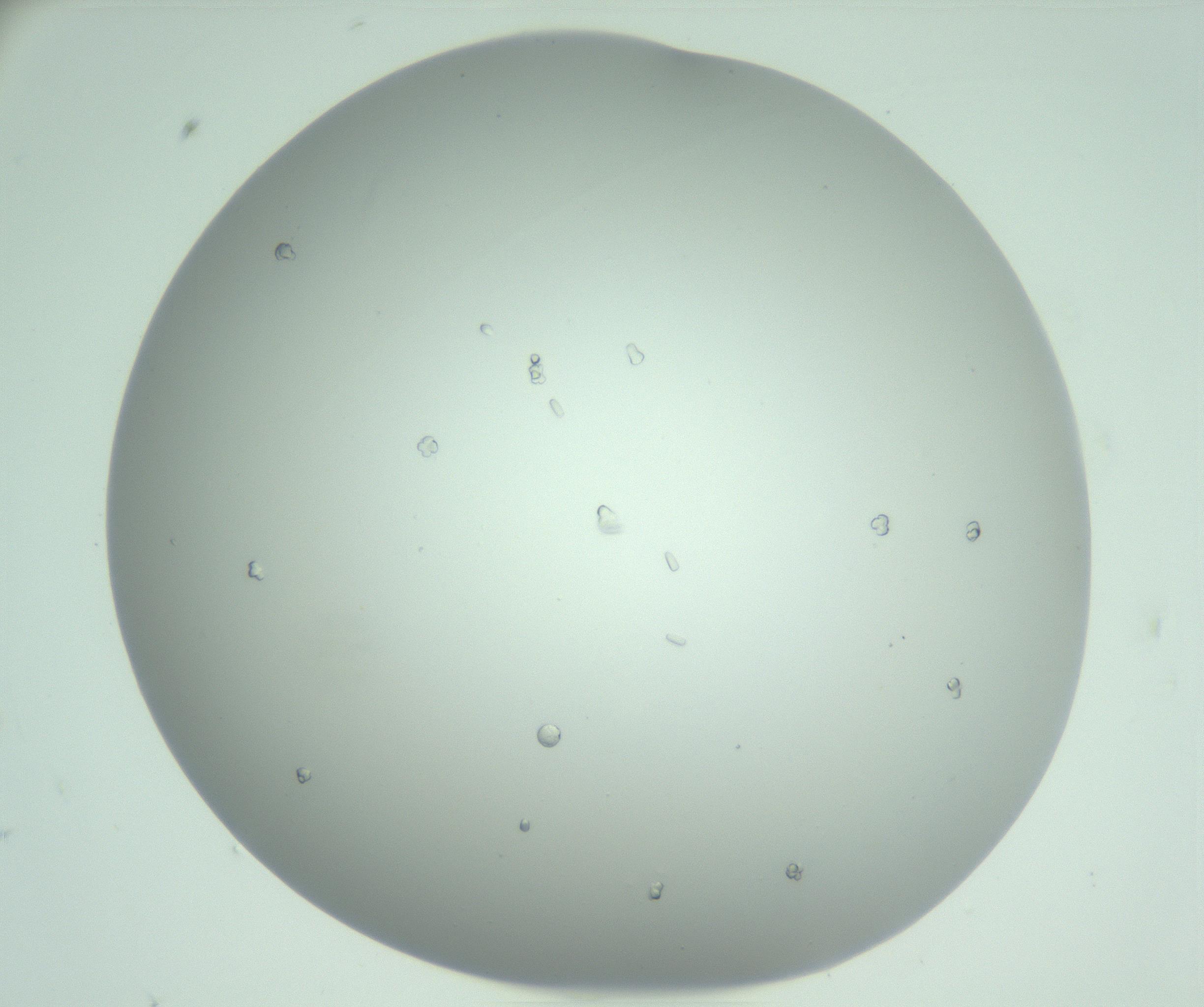 RI01_03_000_0212_Proj1_Clon1_MC_0000MC102888_010_161128_09_05_01_00_99_002_001_RAI.jpg