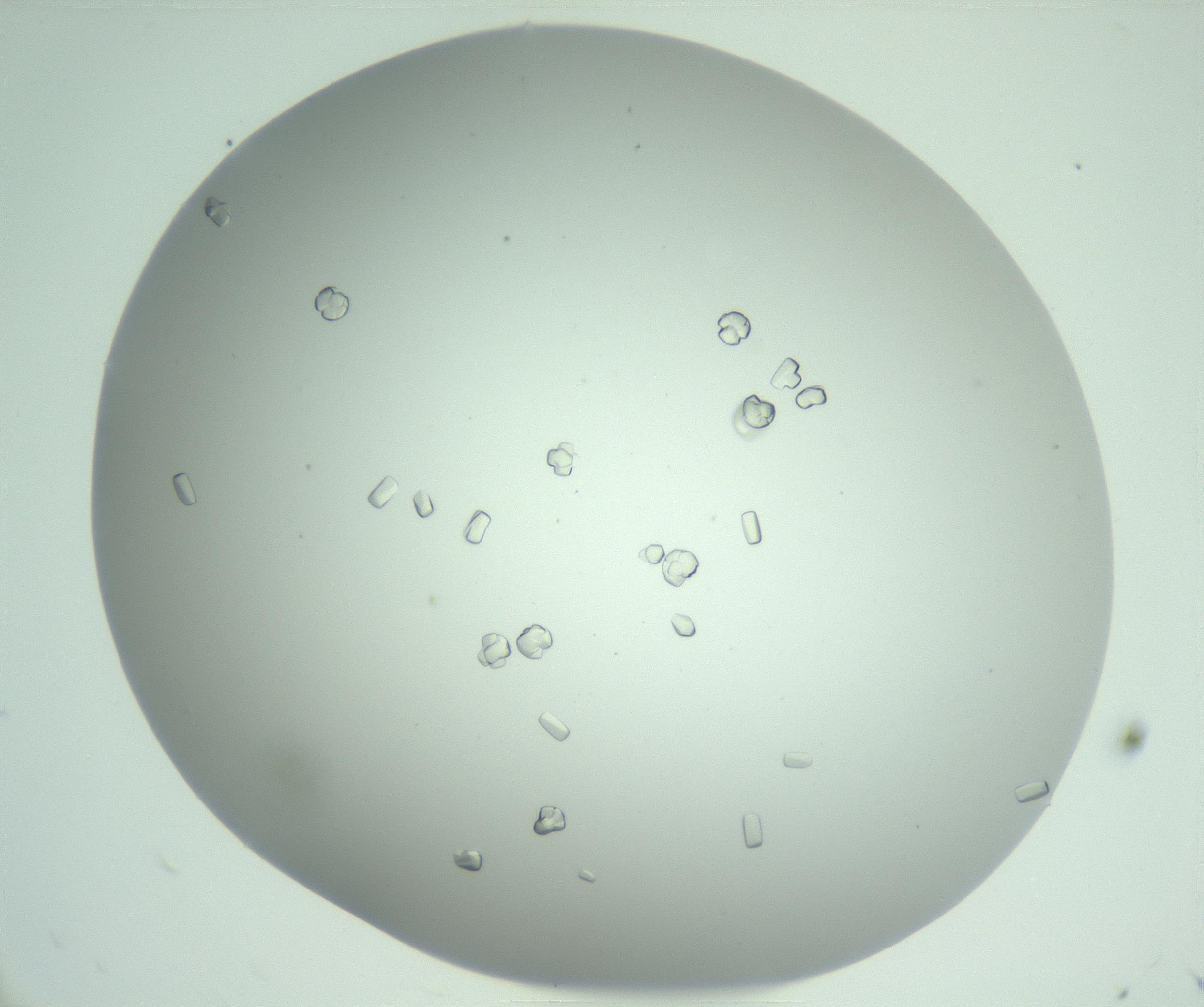 RI01_03_000_0212_Proj1_Clon1_MC_0000MC102888_010_161128_11_03_01_00_99_002_001_RAI.jpg
