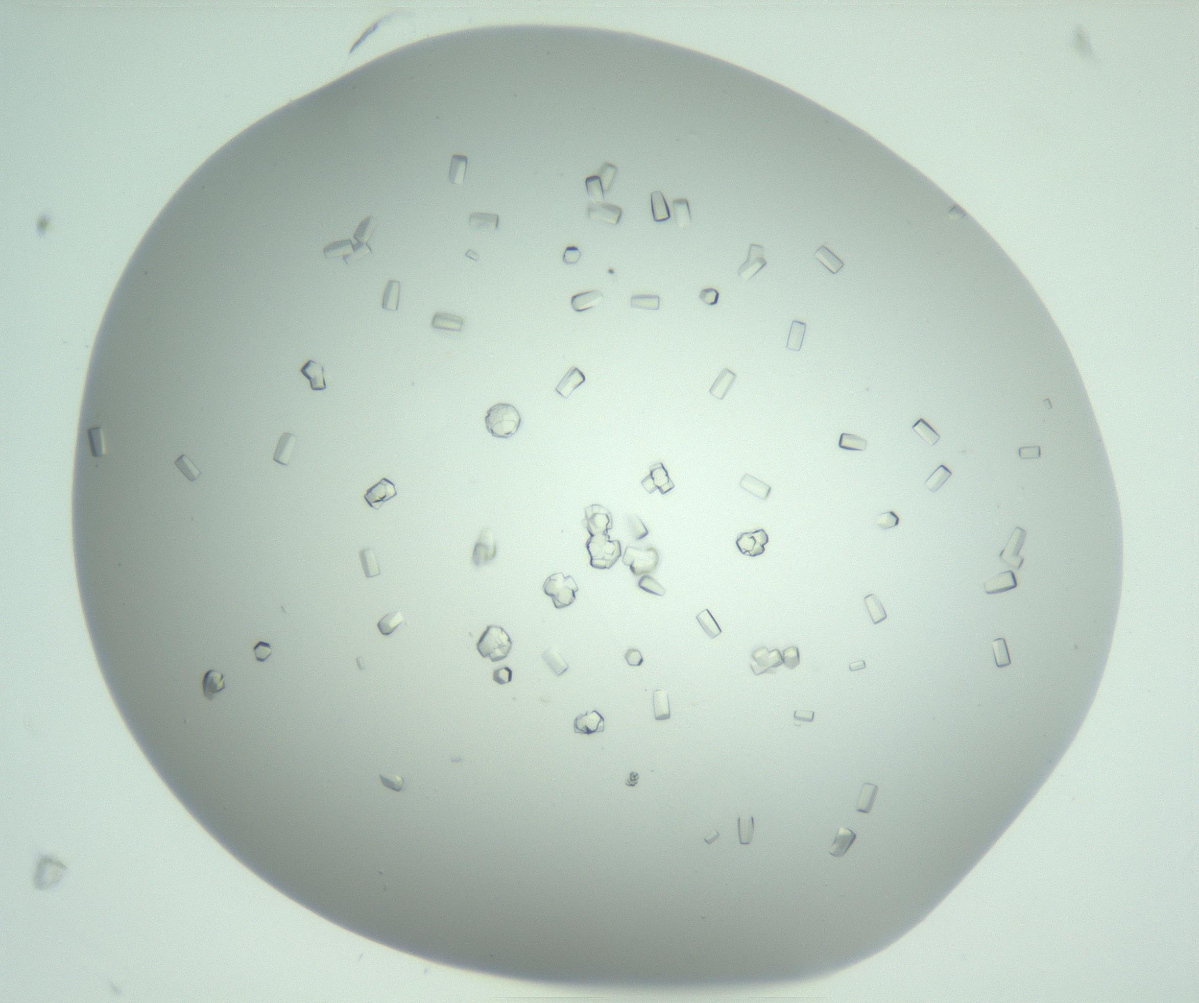 RI01_03_000_0212_Proj1_Clon1_MC_0000MC102888_011_161205_06_03_01_00_99_002_001_RAI.jpg