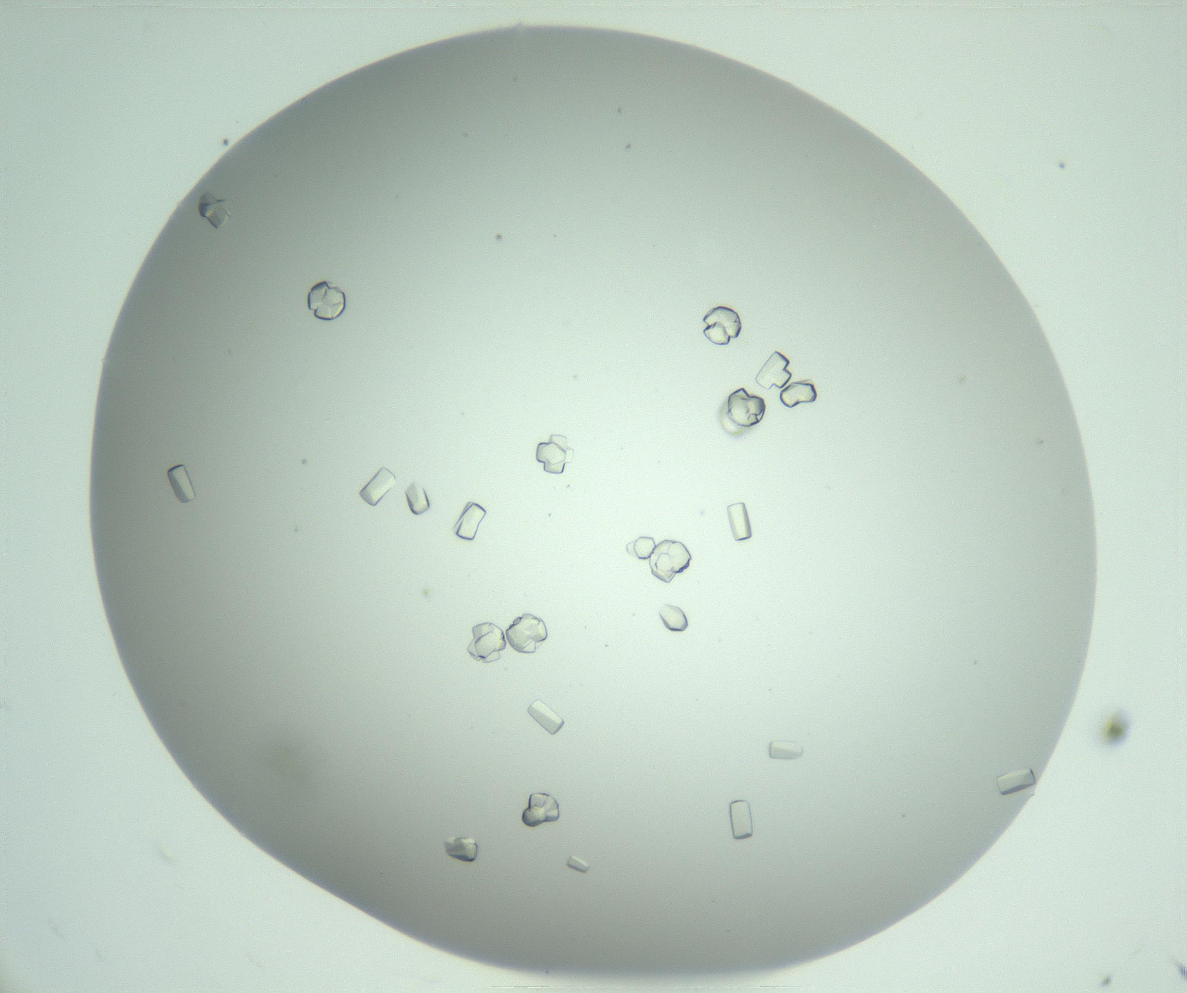 RI01_03_000_0212_Proj1_Clon1_MC_0000MC102888_011_161205_11_03_01_00_99_002_001_RAI.jpg