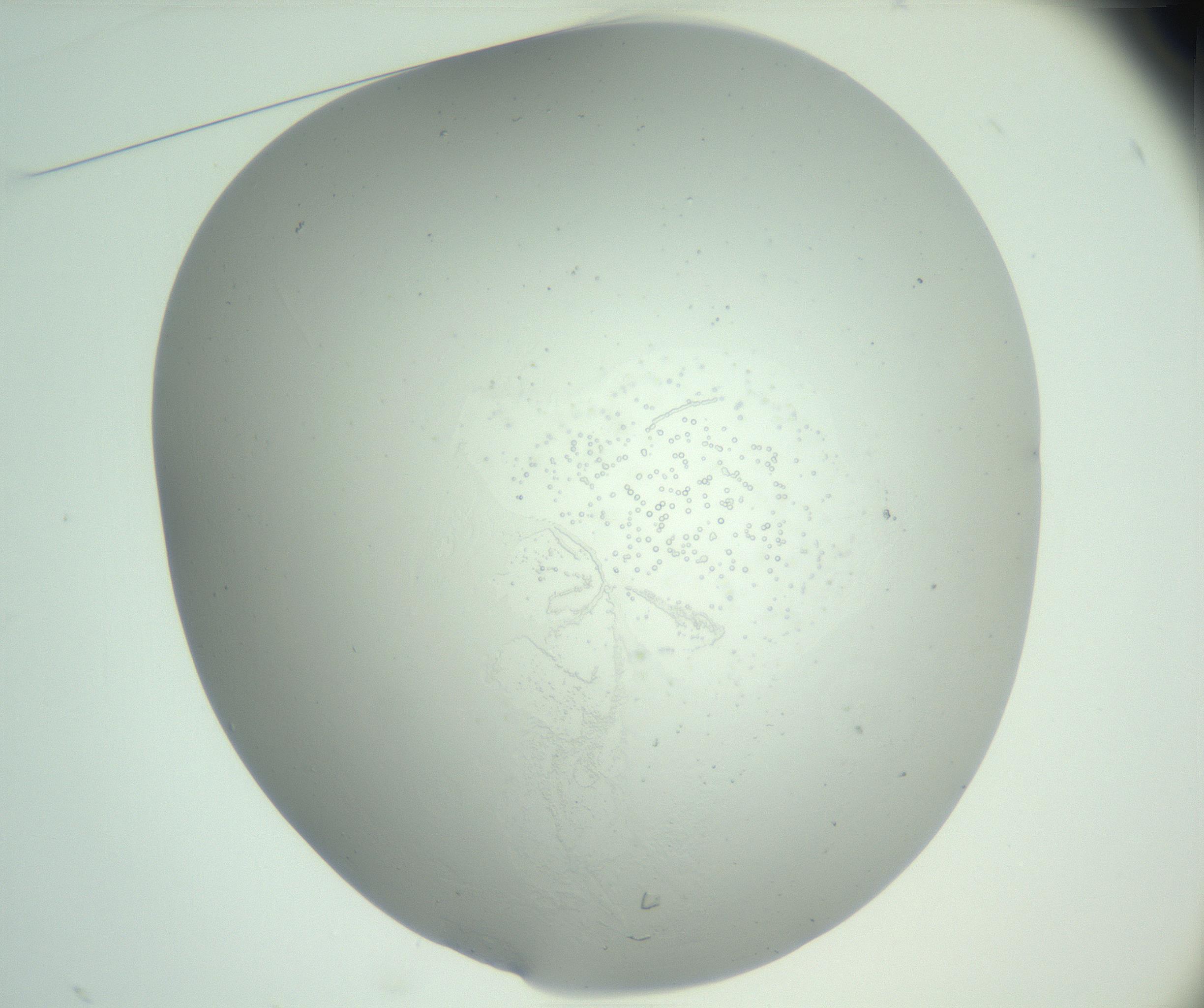 RI01_03_000_0212_Proj1_Clon1_MC_0000MC102890_005_161031_01_03_01_00_99_002_001_RAI.jpg